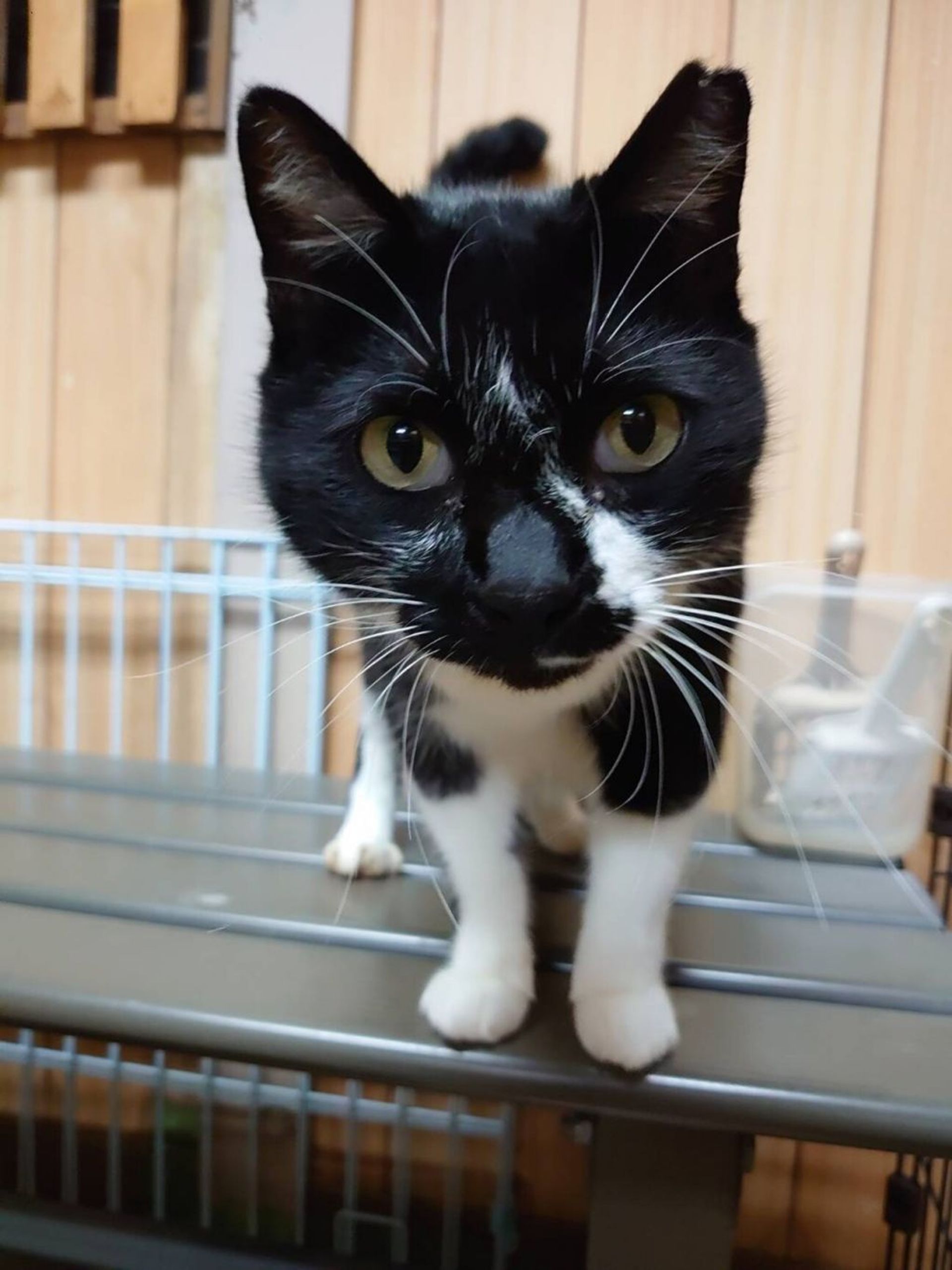 雑種（ミックス猫）・メスの里親募集の写真