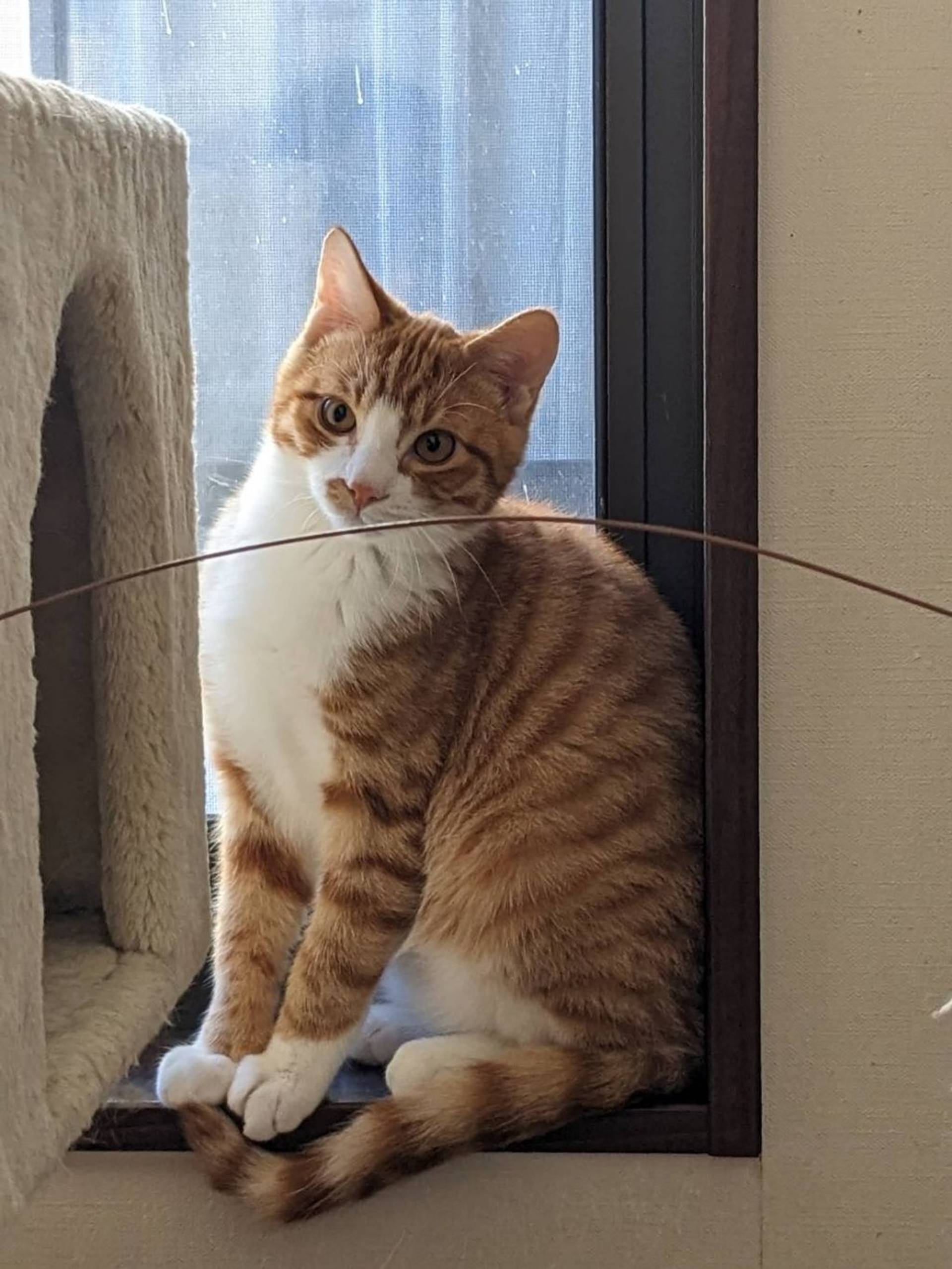 雑種（ミックス猫）・オスの里親募集の写真