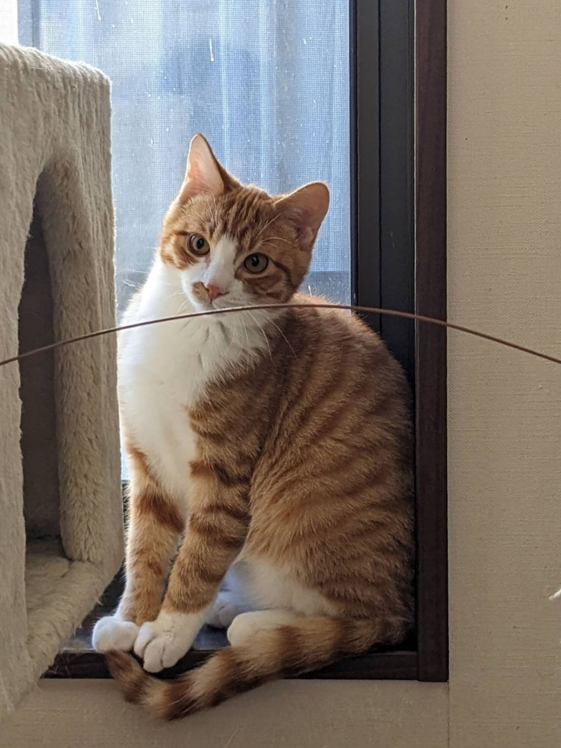 雑種（ミックス猫）・オスの里親募集の写真