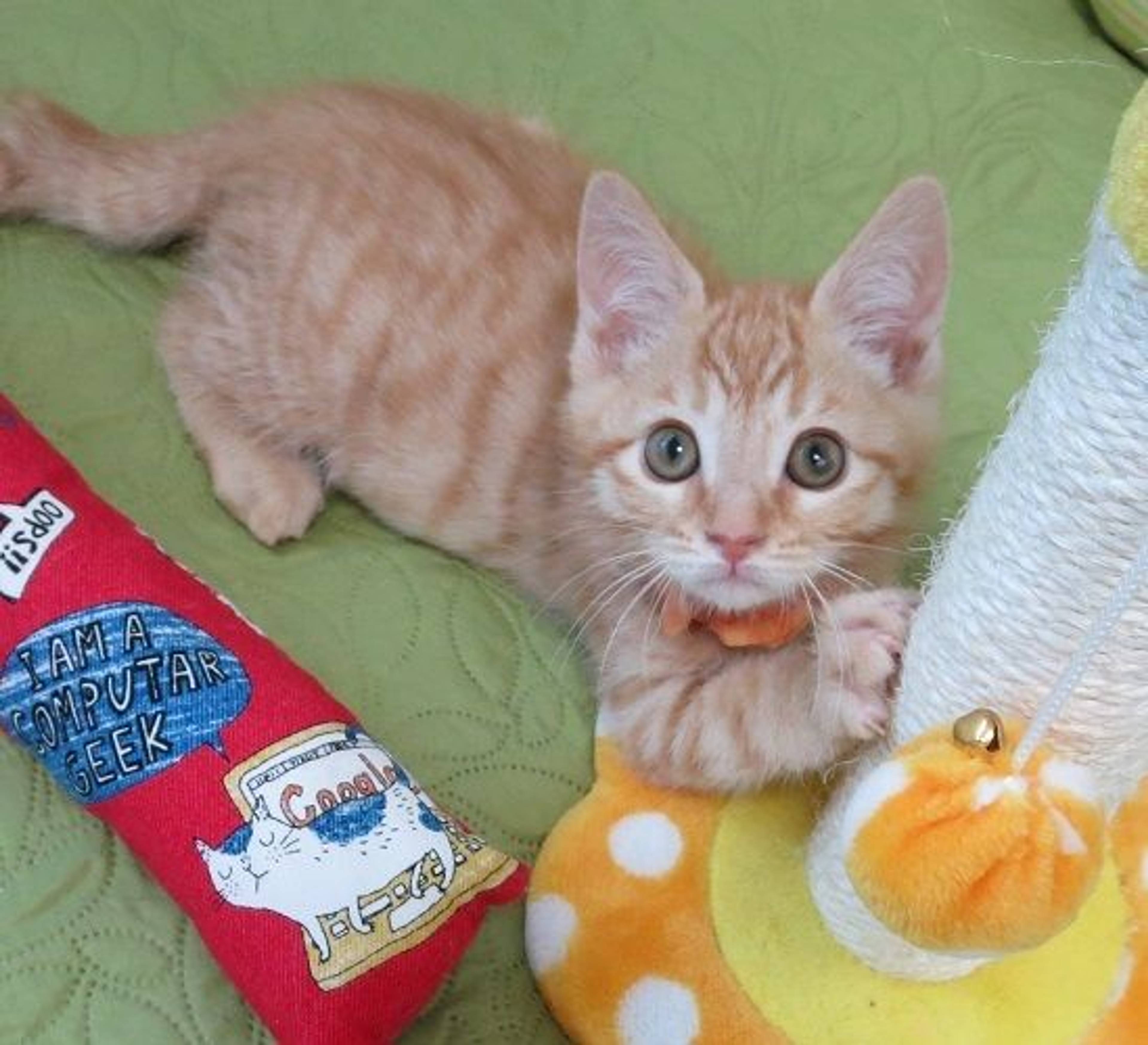 雑種（ミックス猫）・オスの里親募集の写真