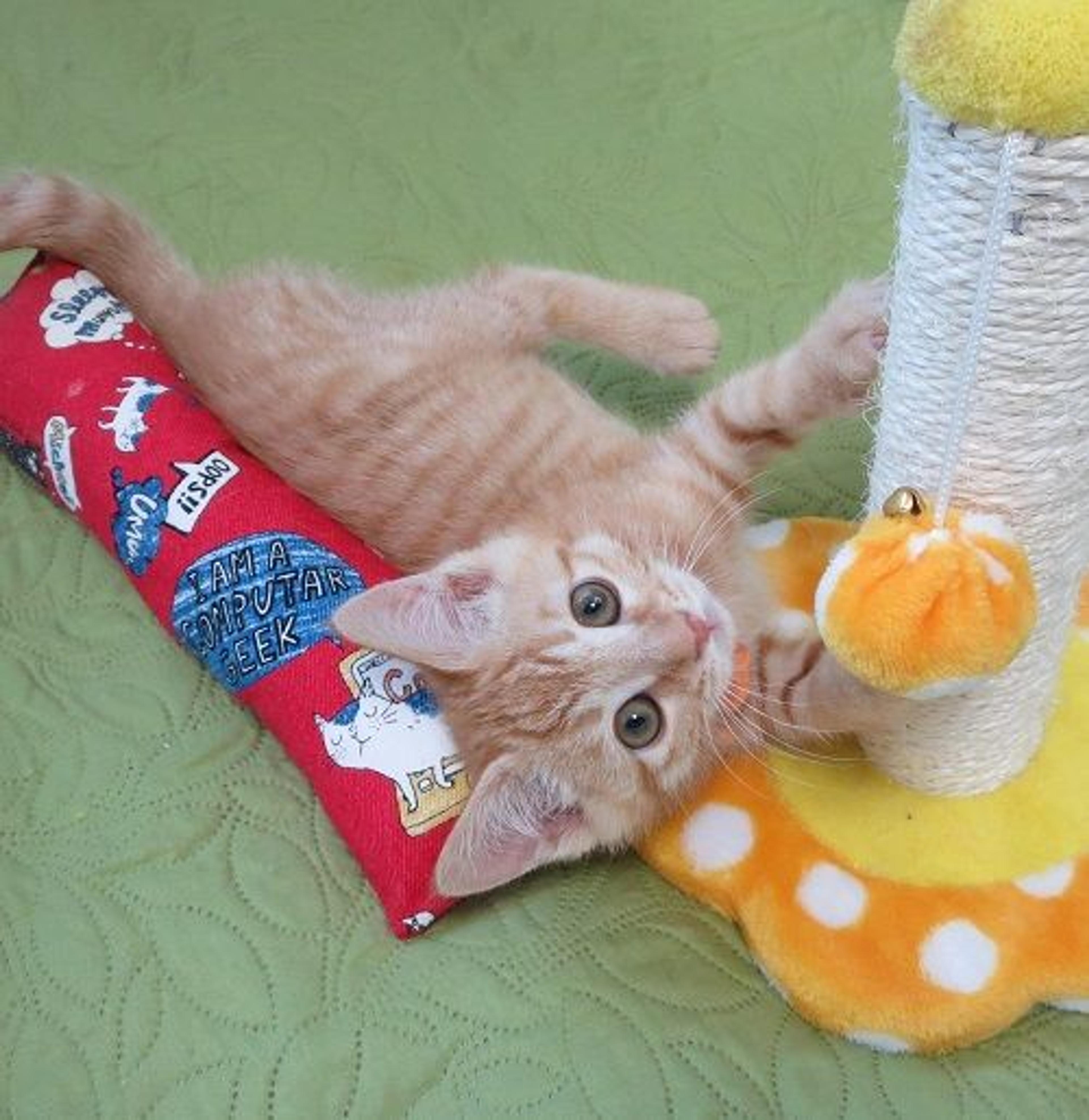 pet-image-3