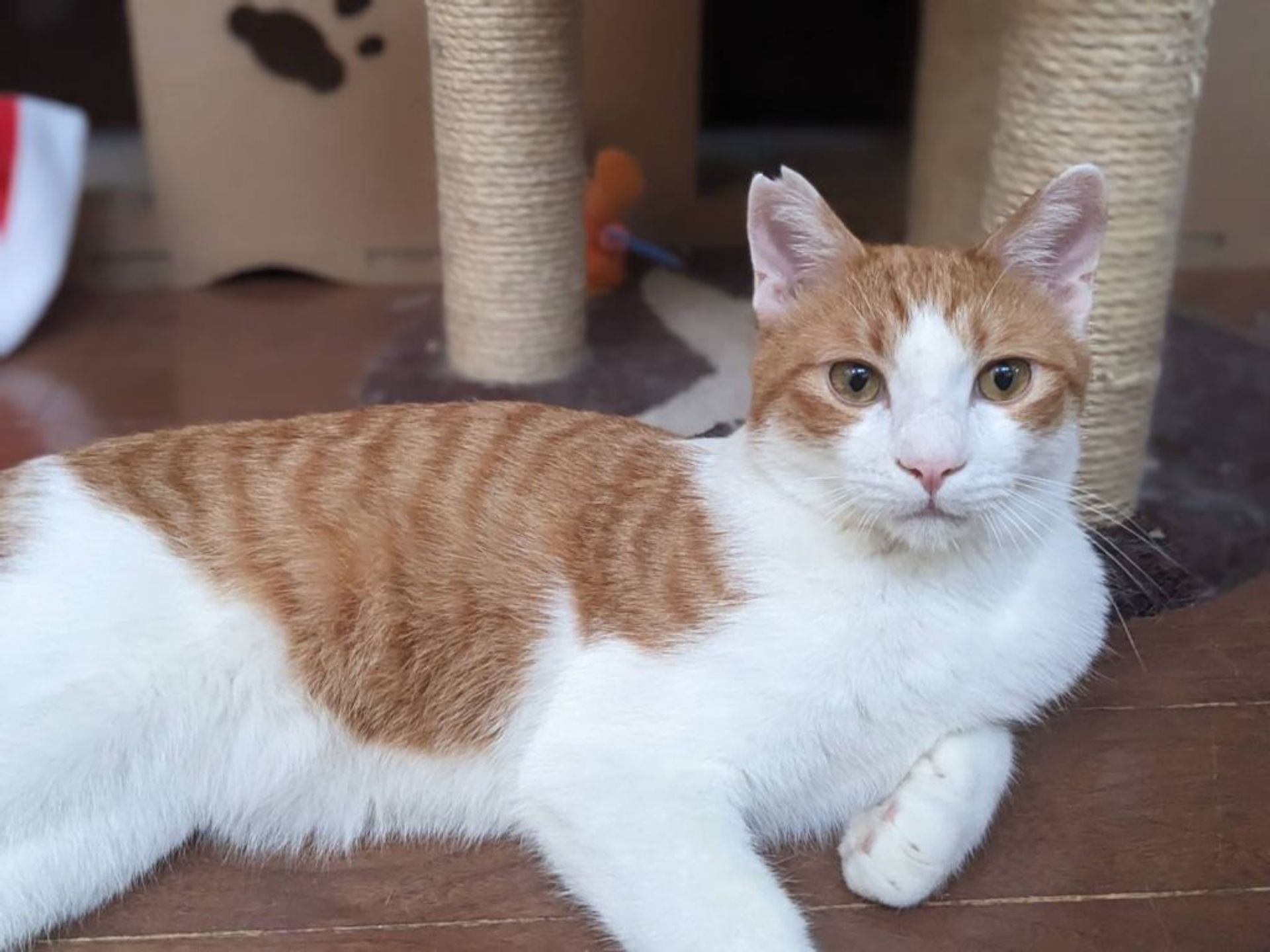 雑種（ミックス猫）・オスの里親募集の写真