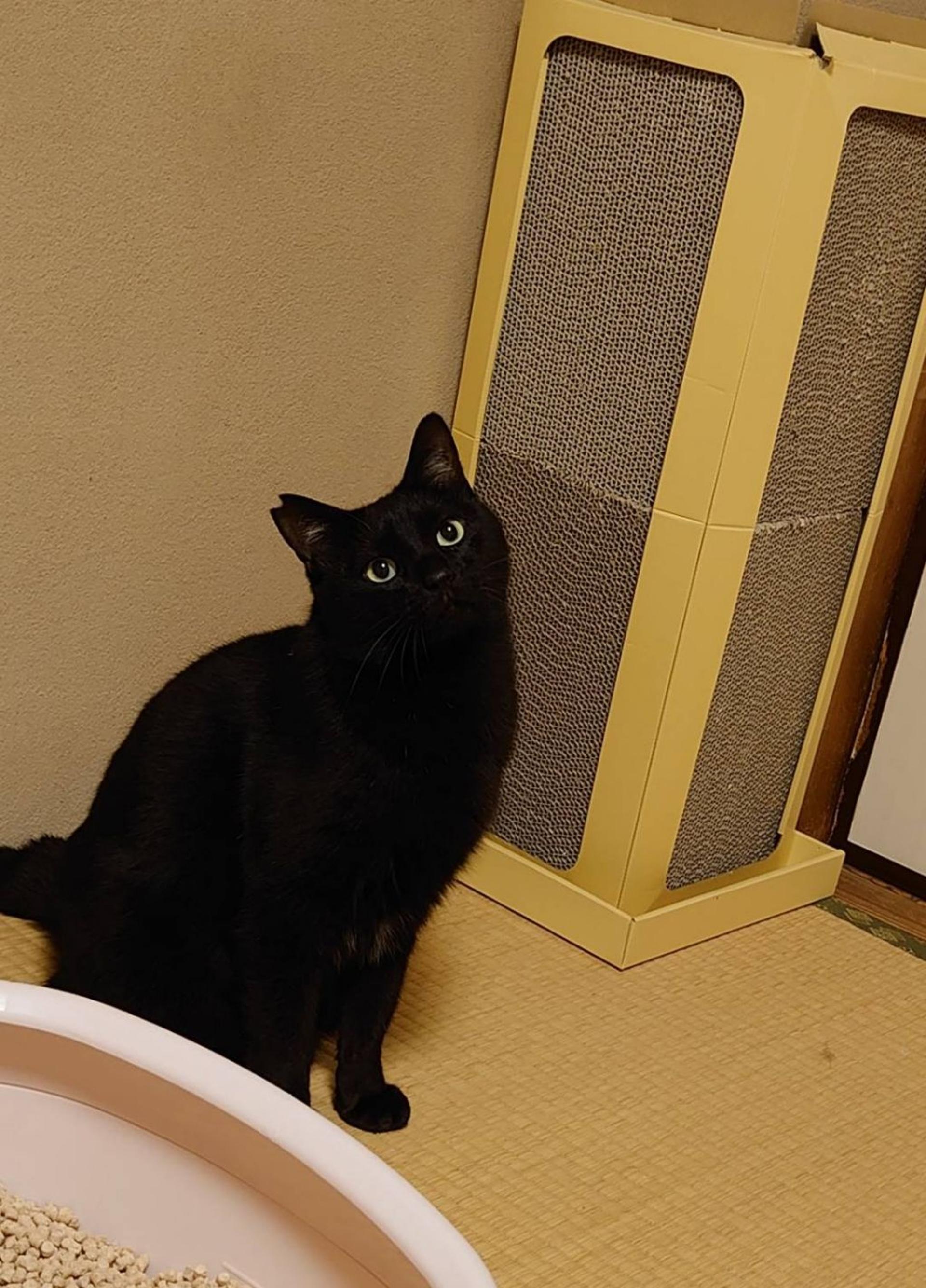 pet-image-2