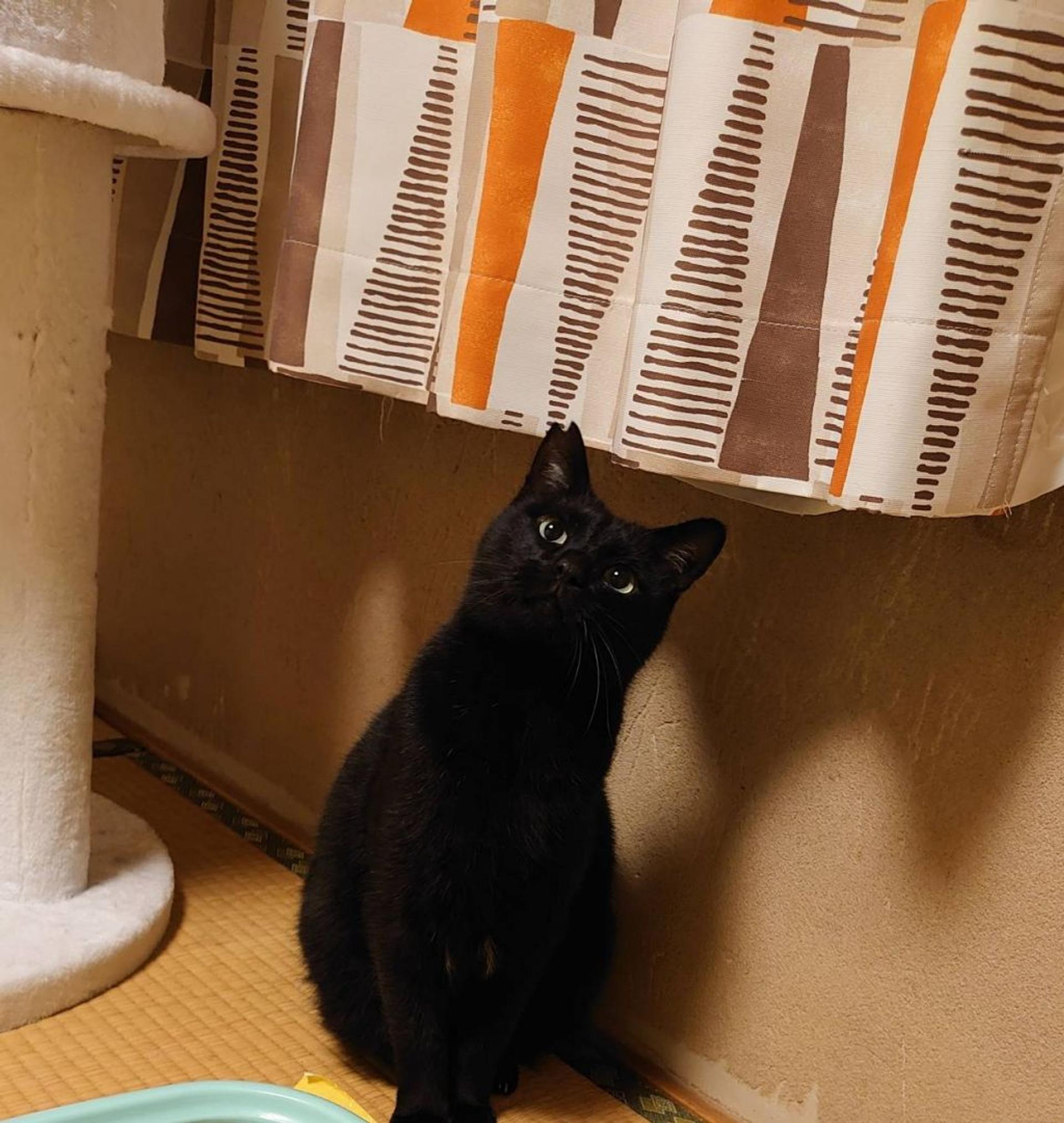 pet-image-4