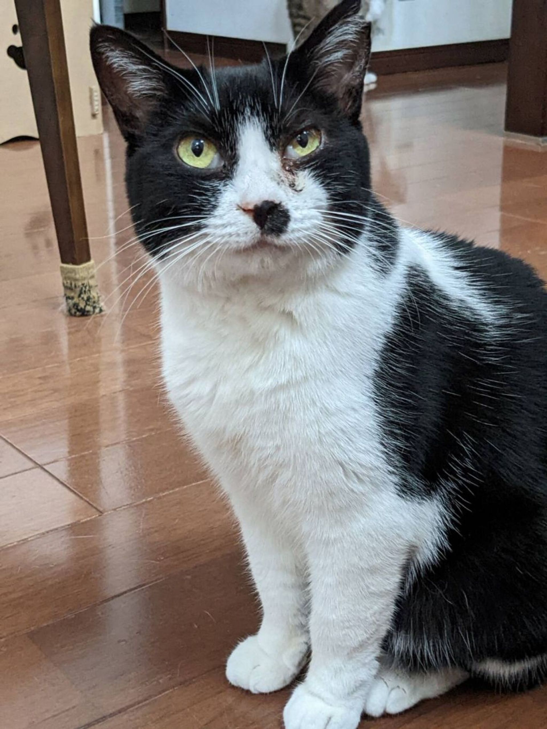 雑種（ミックス猫）・メスの里親募集の写真