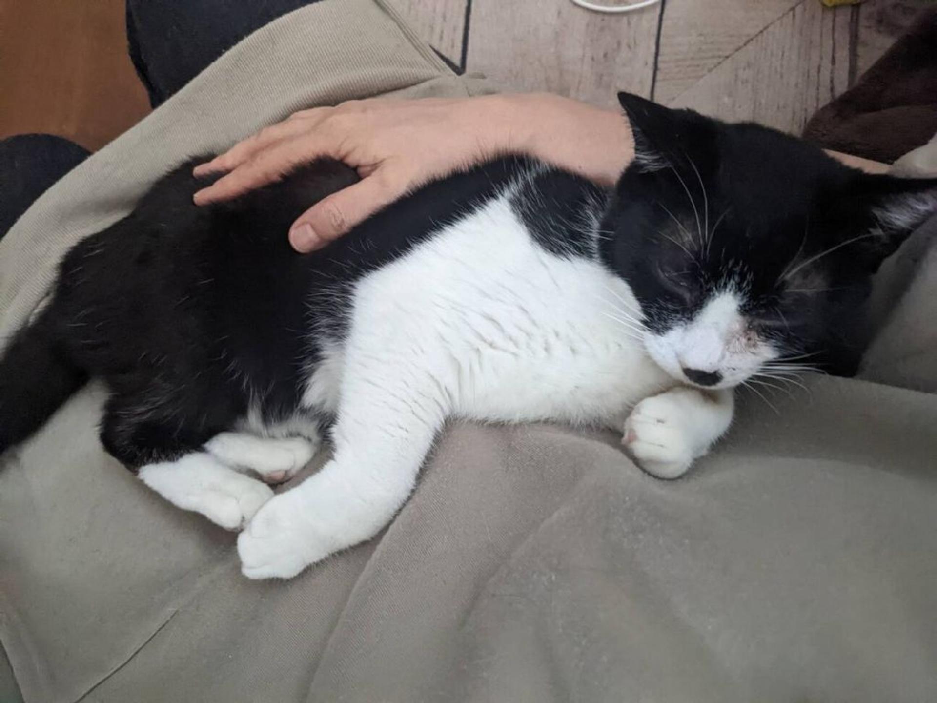 pet-image-4