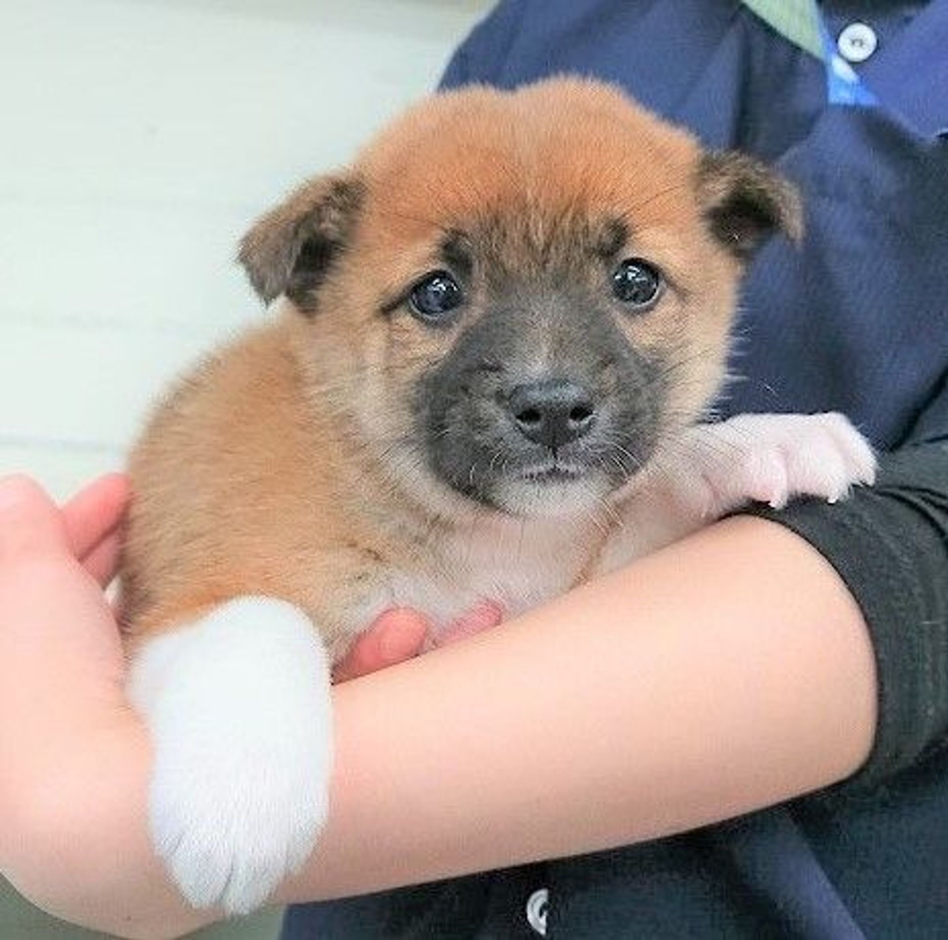 雑種（ミックス犬）・オスの里親募集の写真