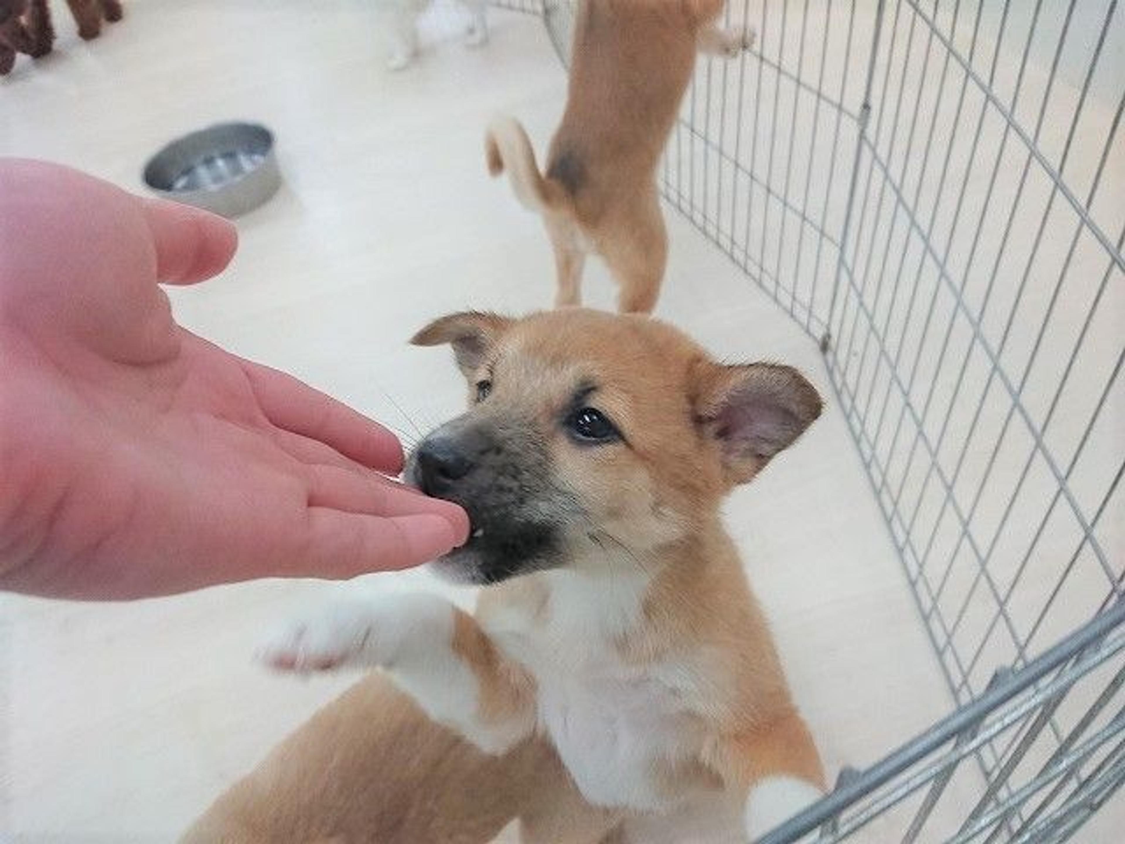 pet-image-4