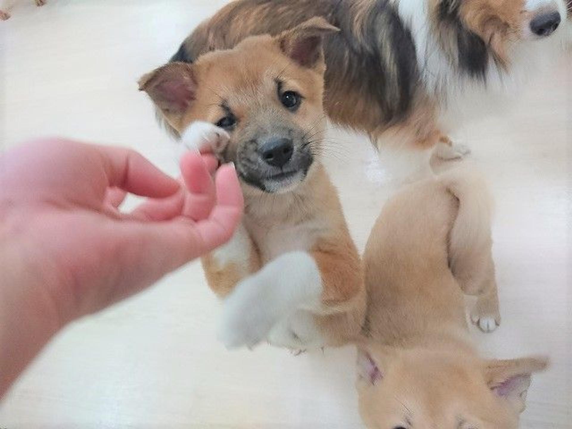 pet-image-6
