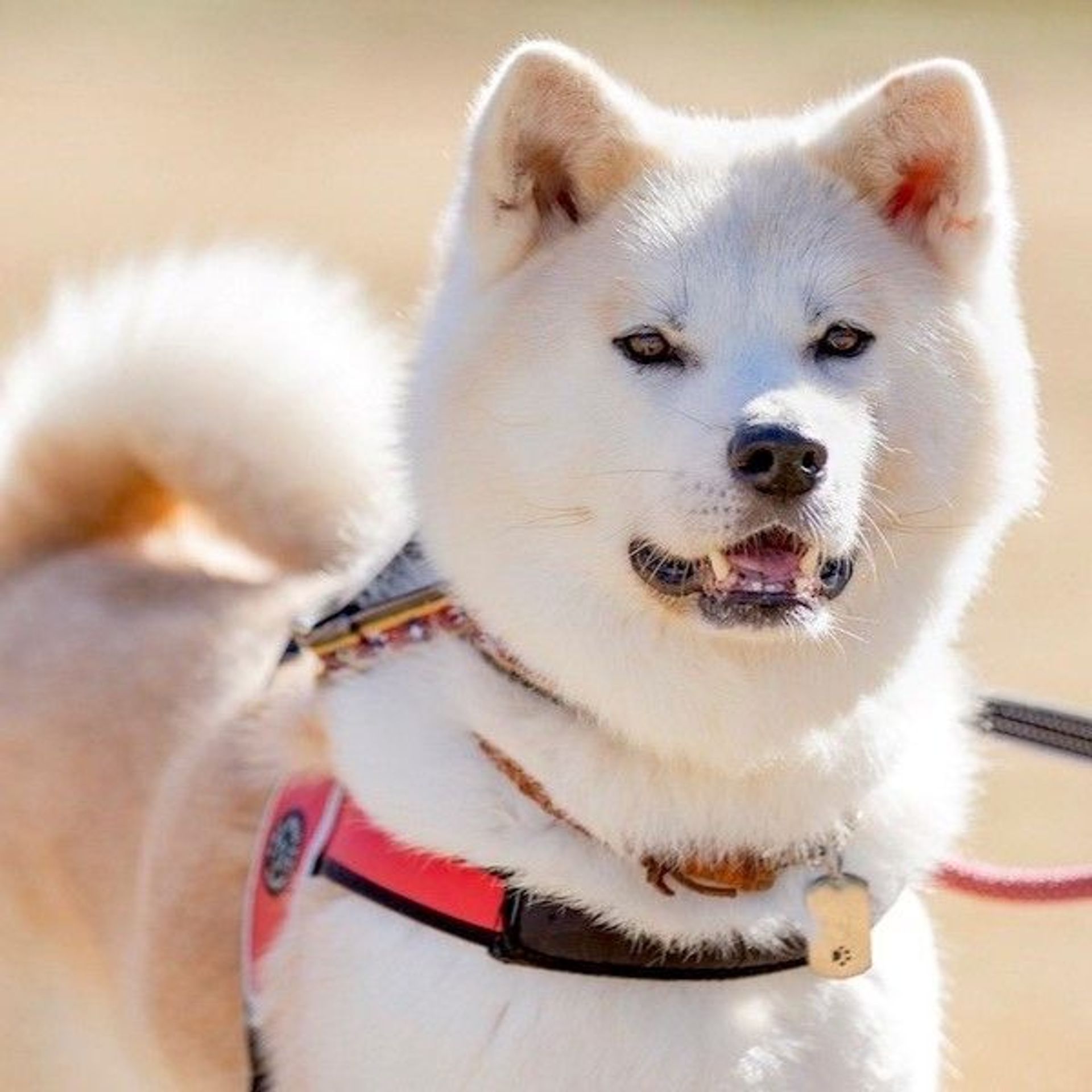 秋田犬・メスの里親募集の写真