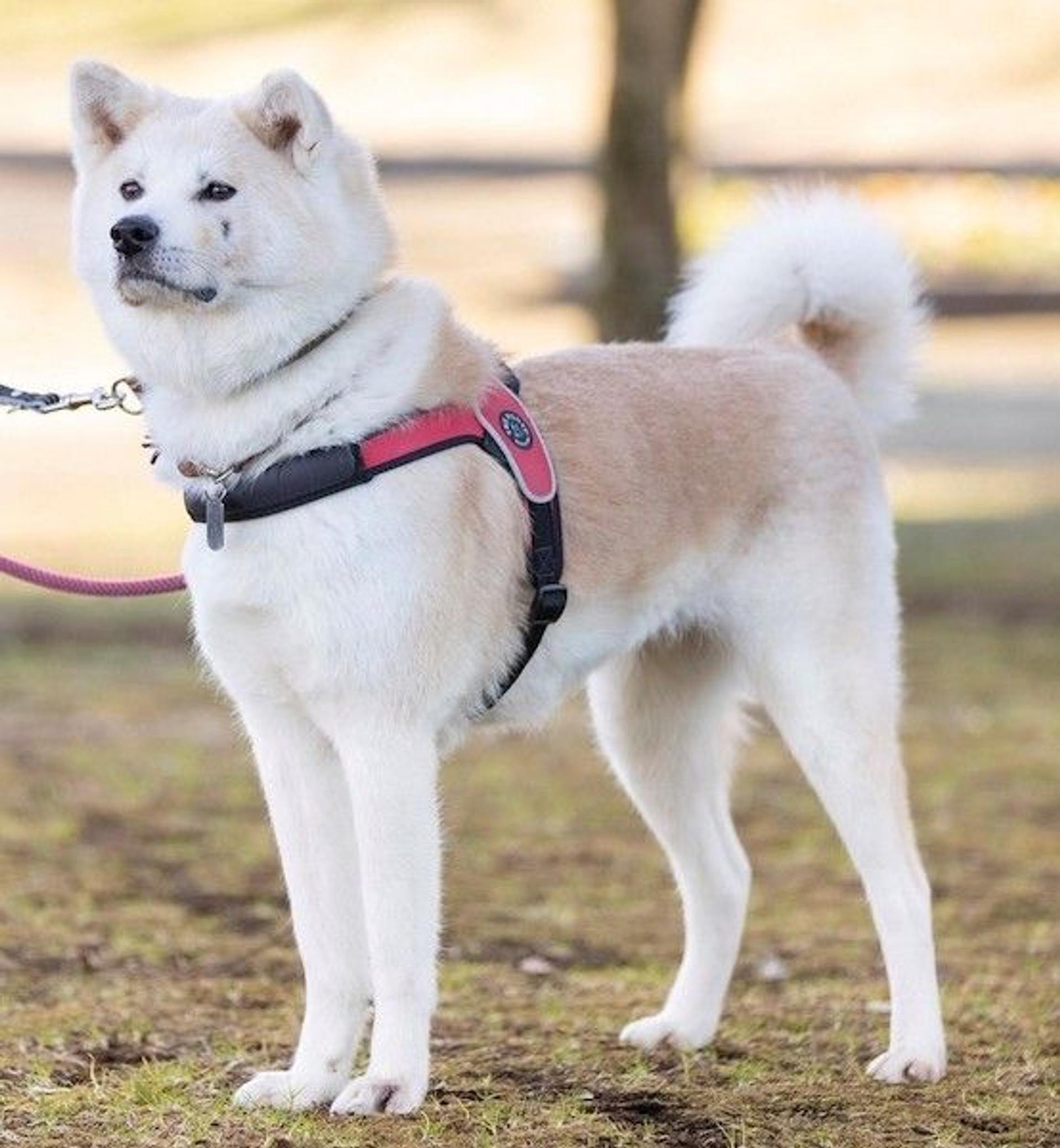pet-image-2
