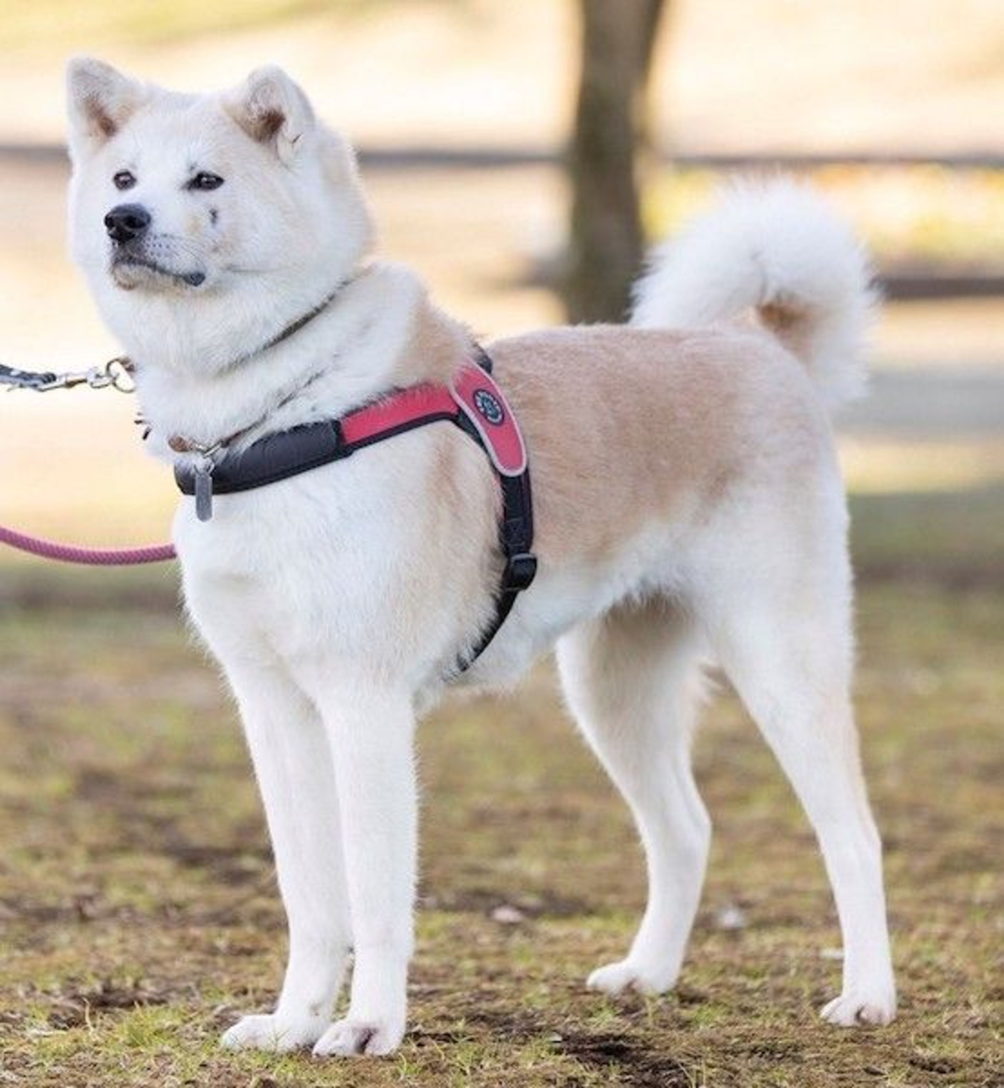 pet-image-2
