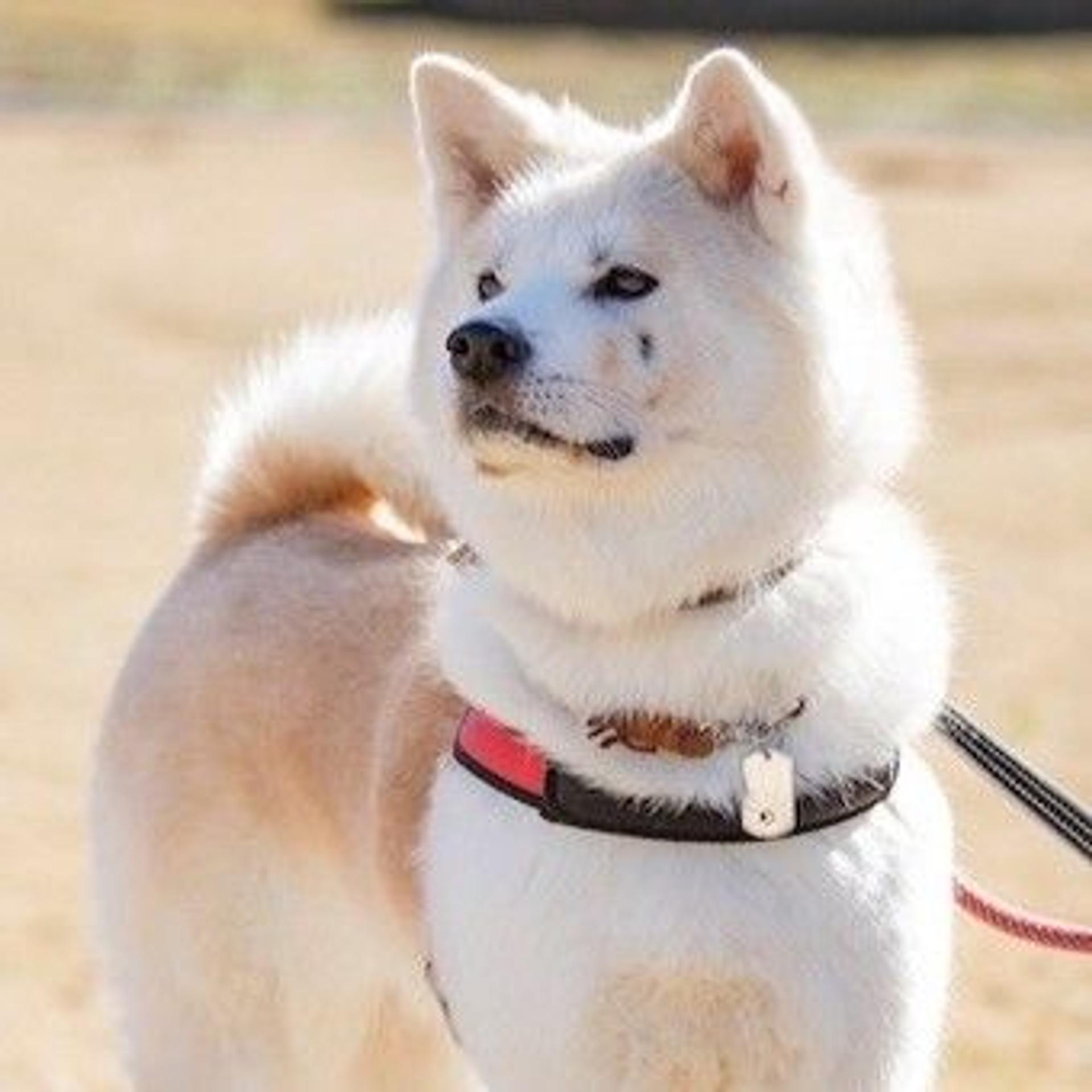 pet-image-4