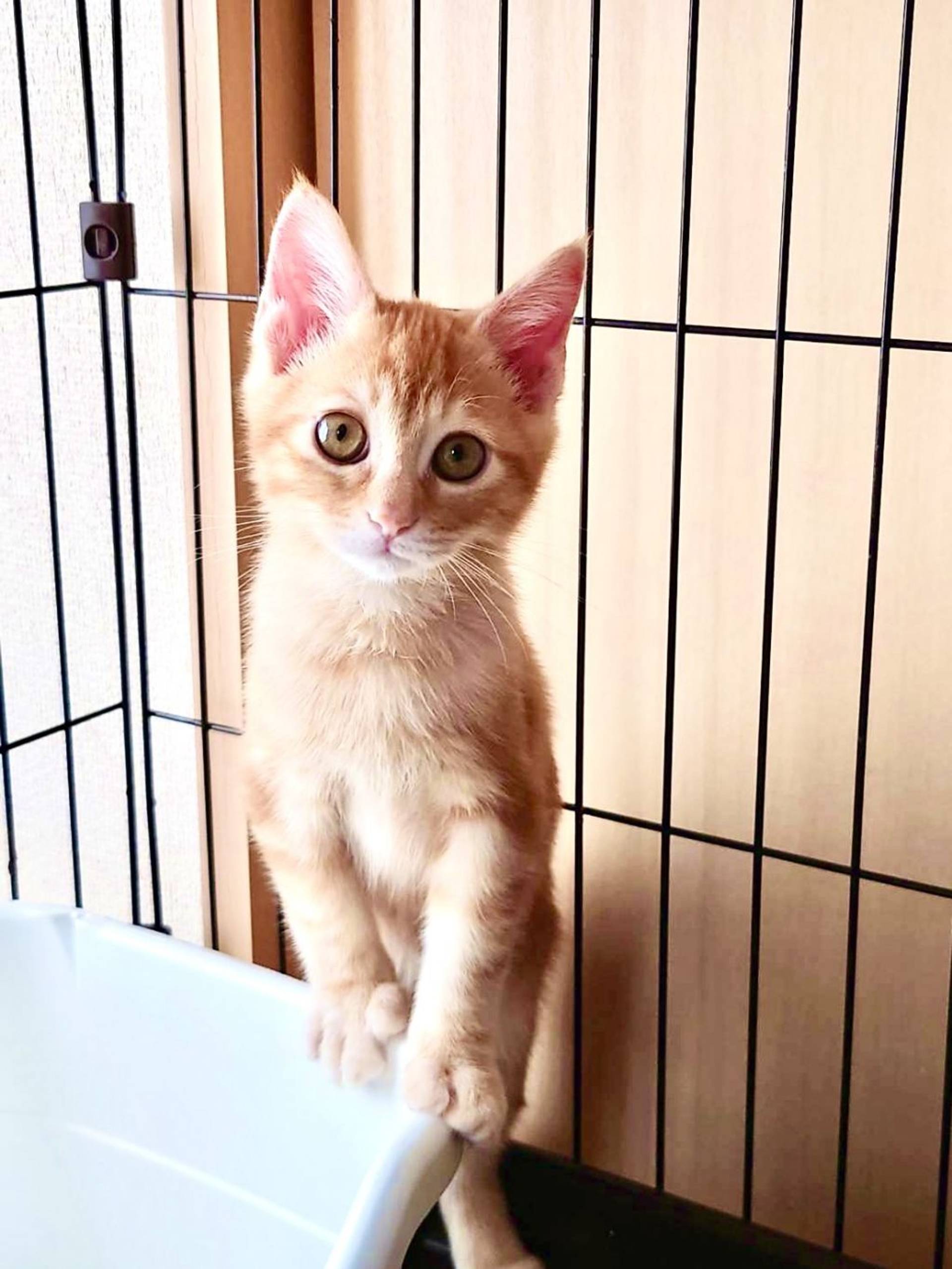 雑種（ミックス猫）・オスの里親募集の写真