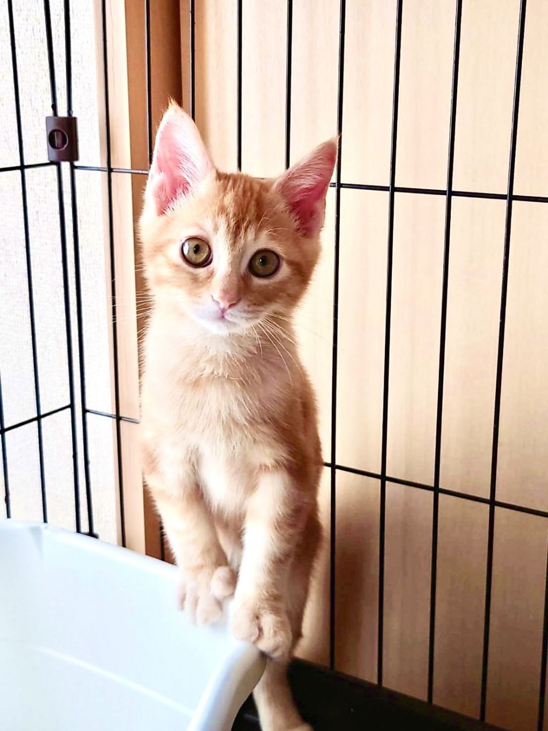 雑種（ミックス猫）・オスの里親募集の写真