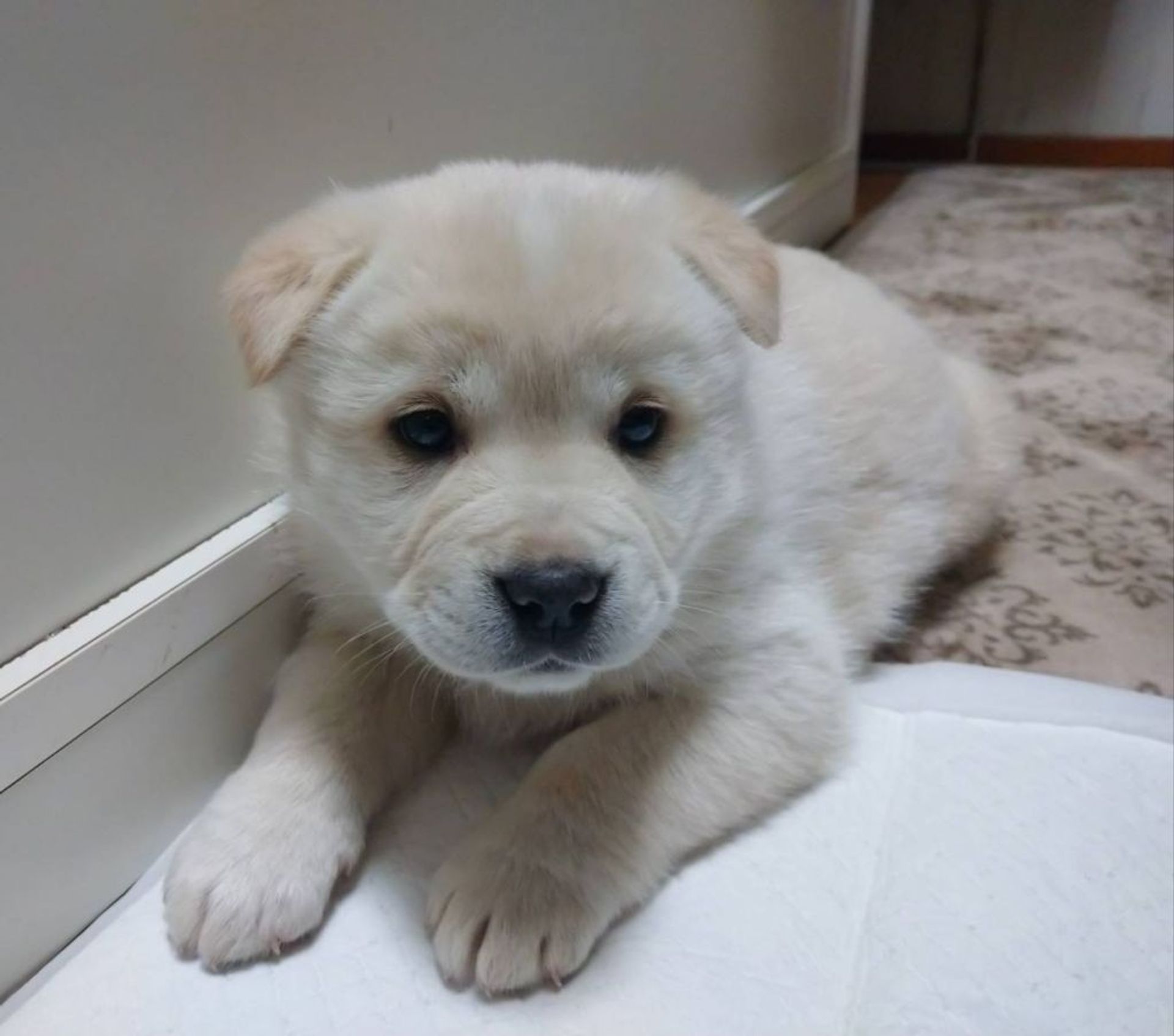 雑種（ミックス犬）・オスの里親募集の写真