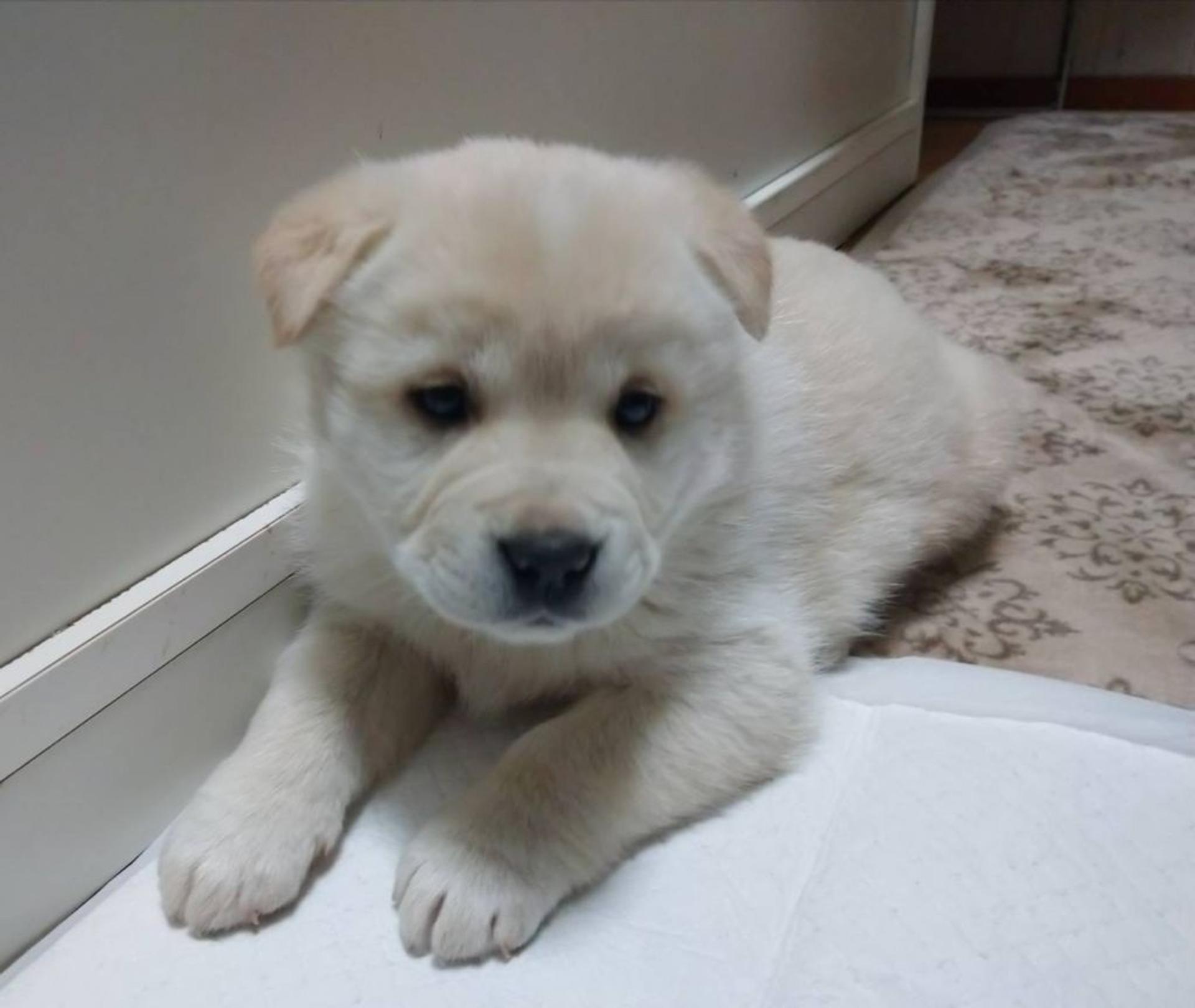 pet-image-2