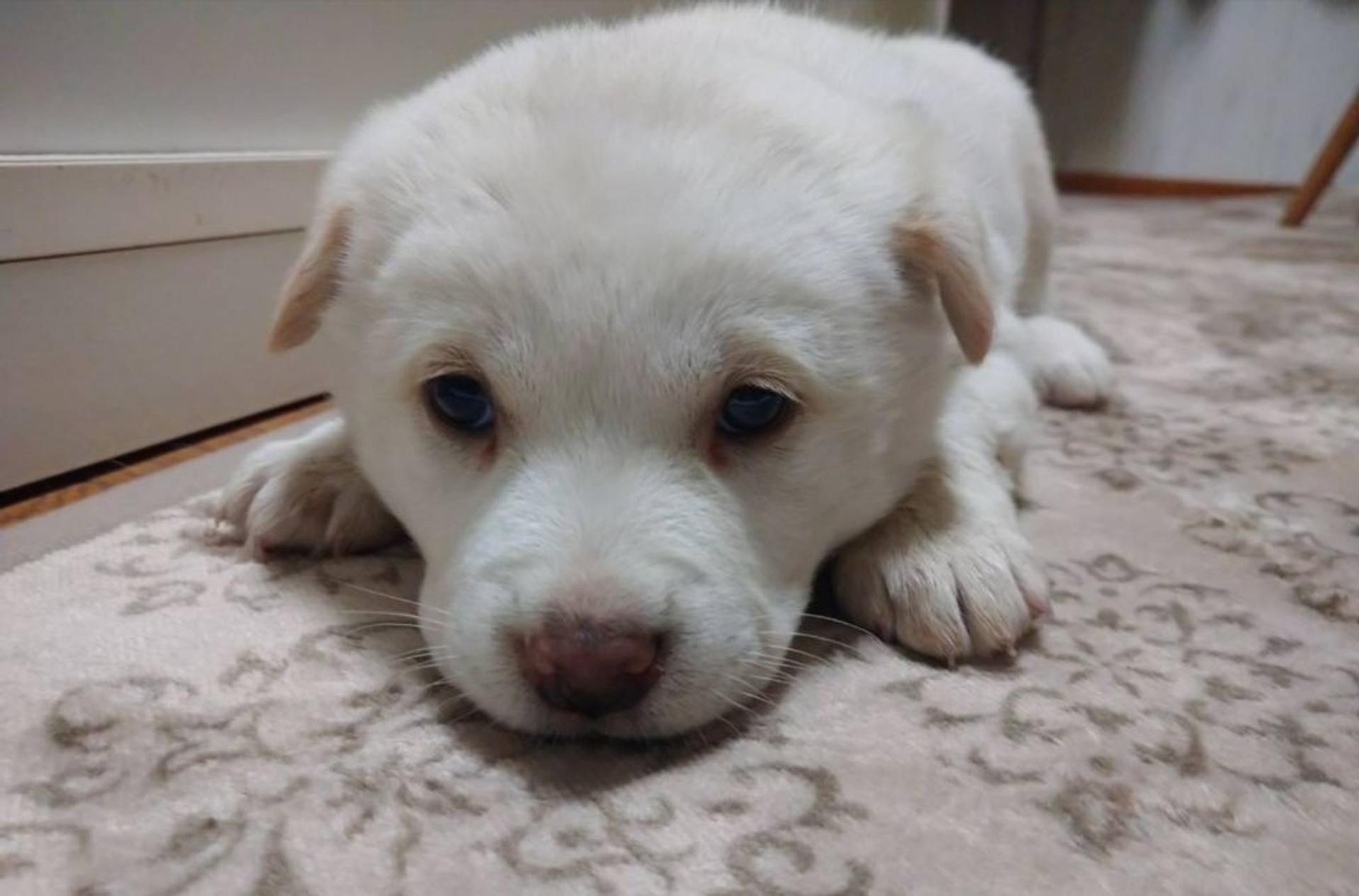 pet-image-2