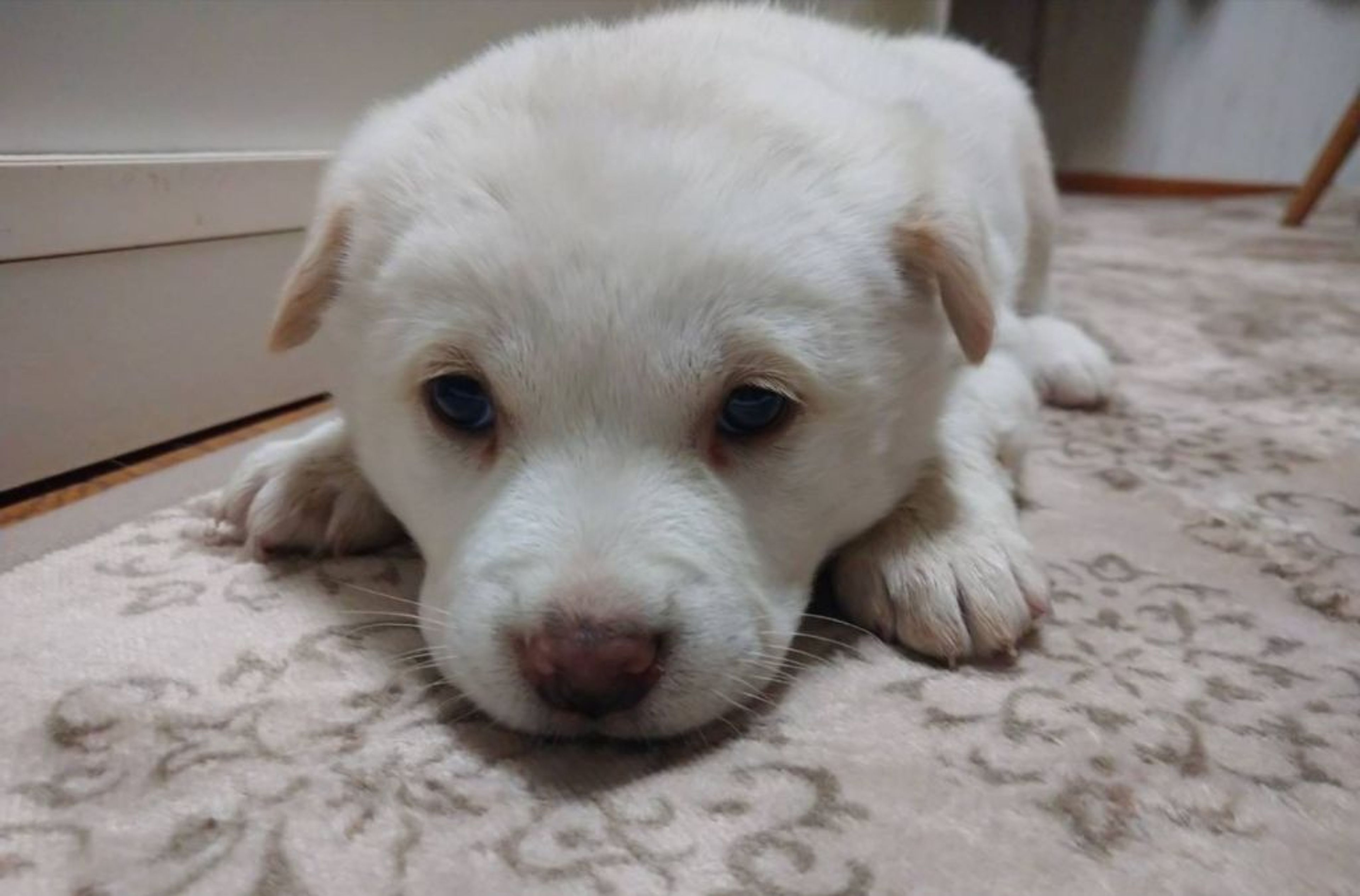 pet-image-2