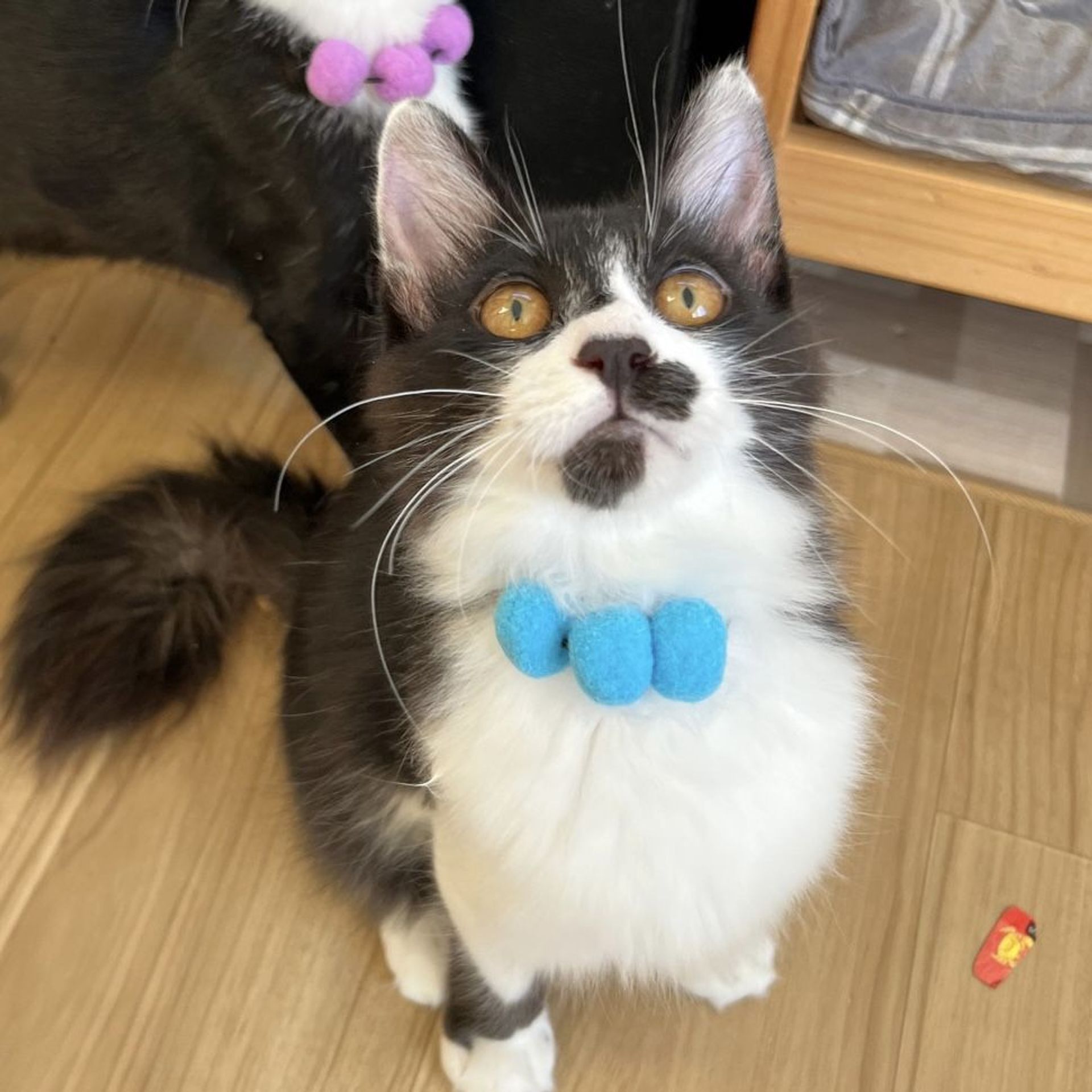 雑種（ミックス猫）・オスの里親募集の写真
