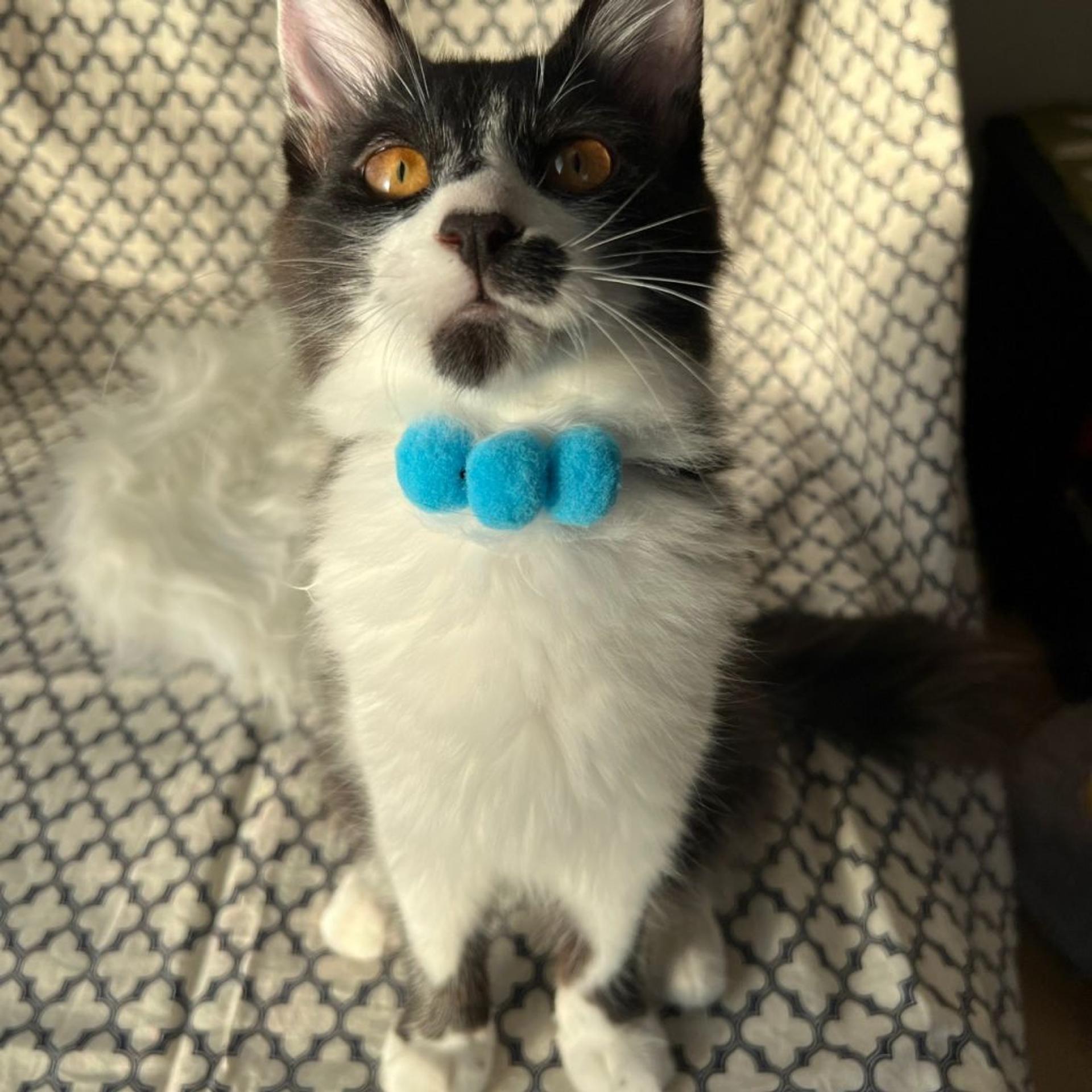 pet-image-6