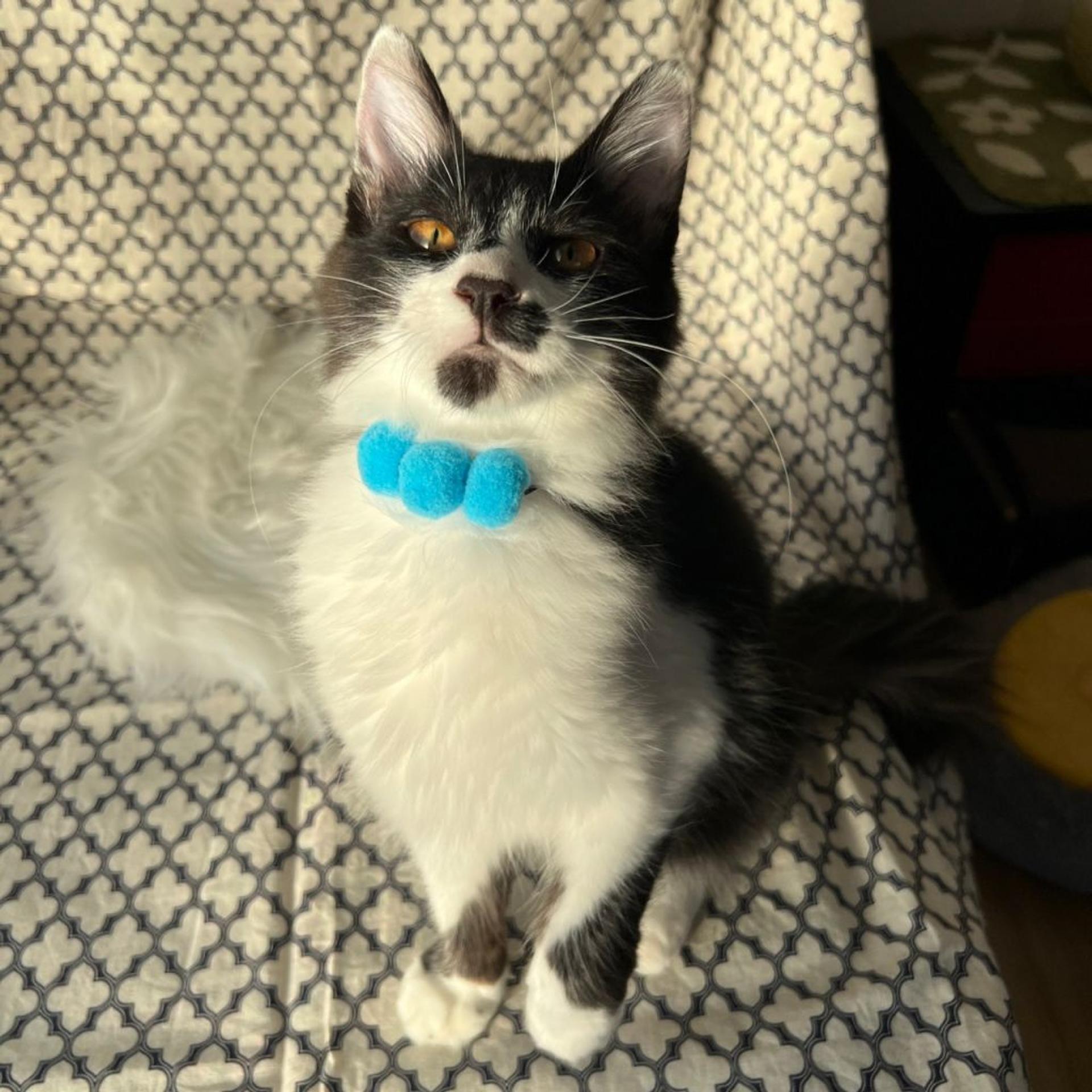 pet-image-8