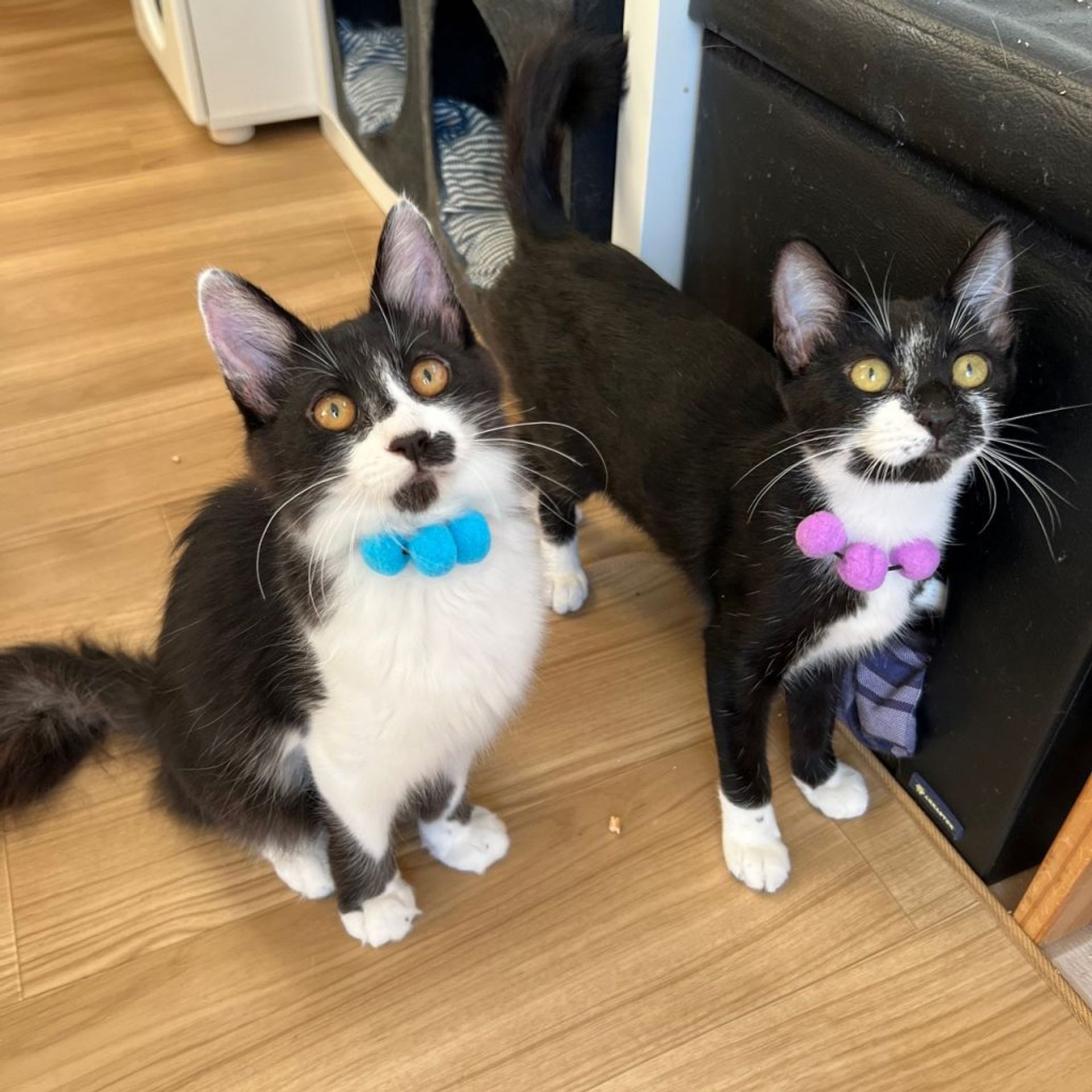 雑種（ミックス猫）・オスの里親募集の写真