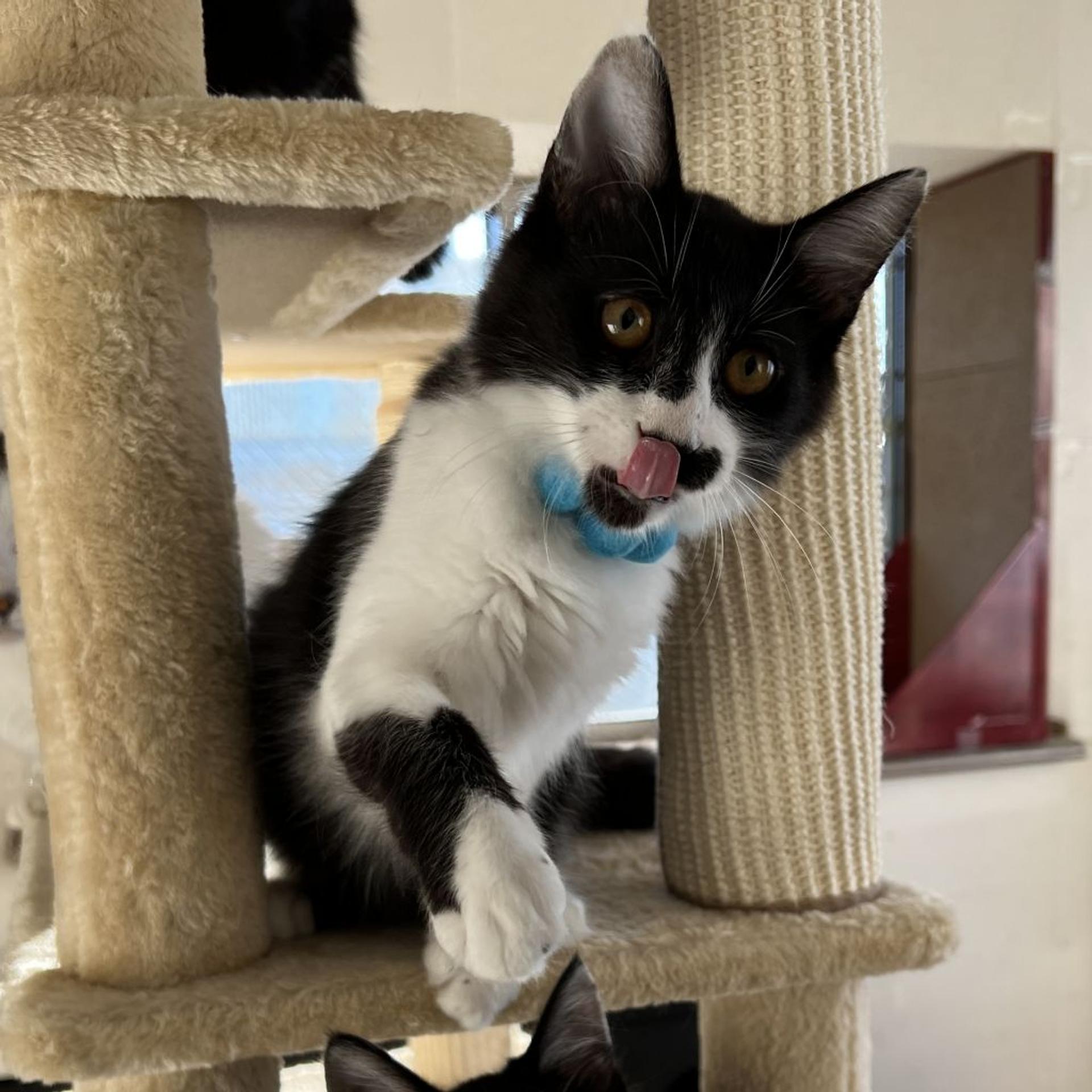 pet-image-3