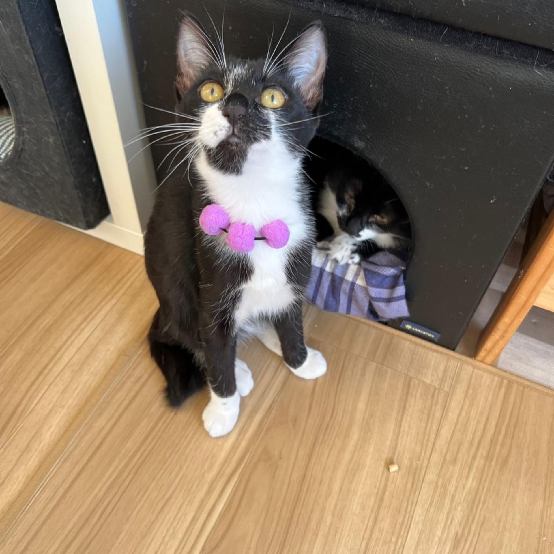 pet-image-9