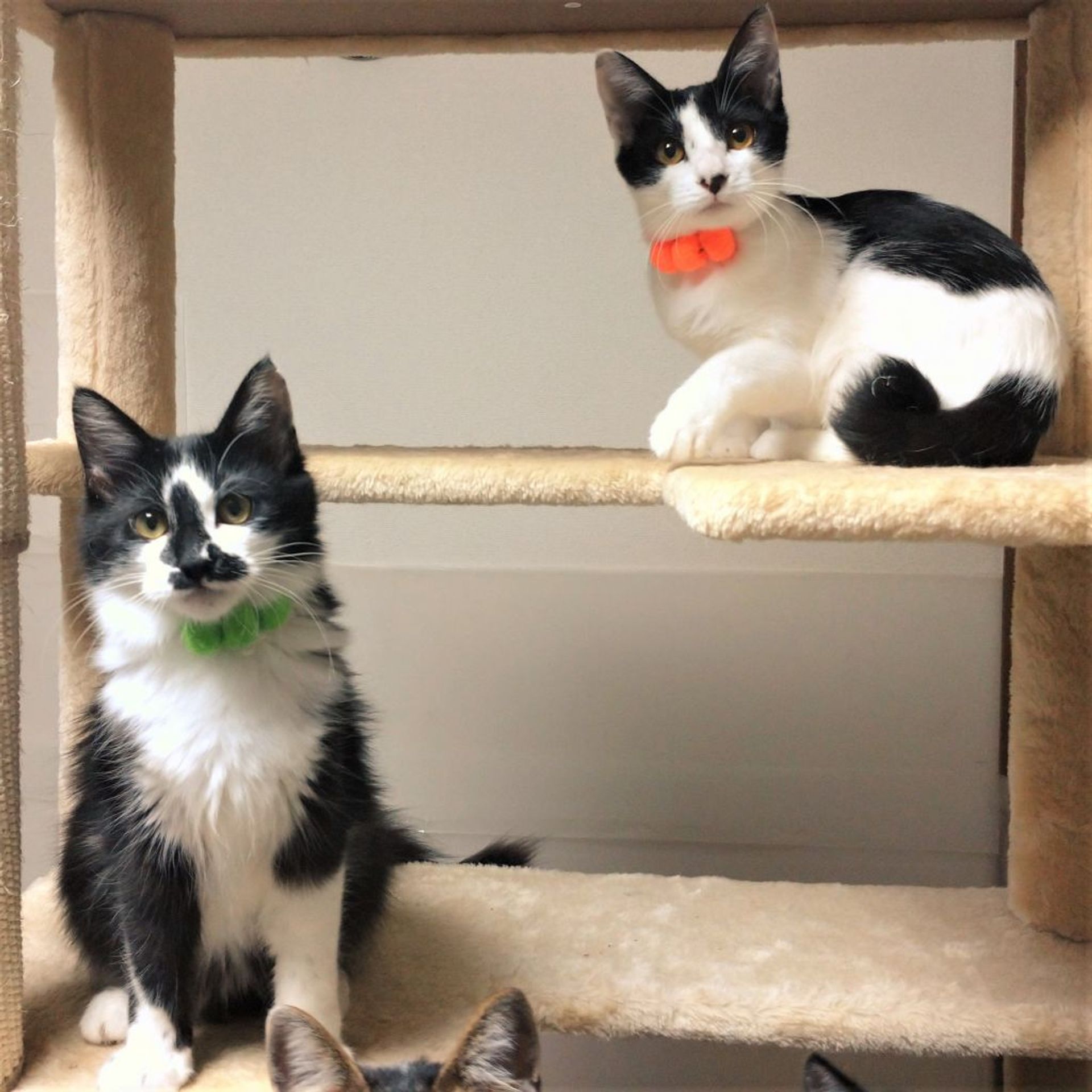 雑種（ミックス猫）・オスの里親募集の写真