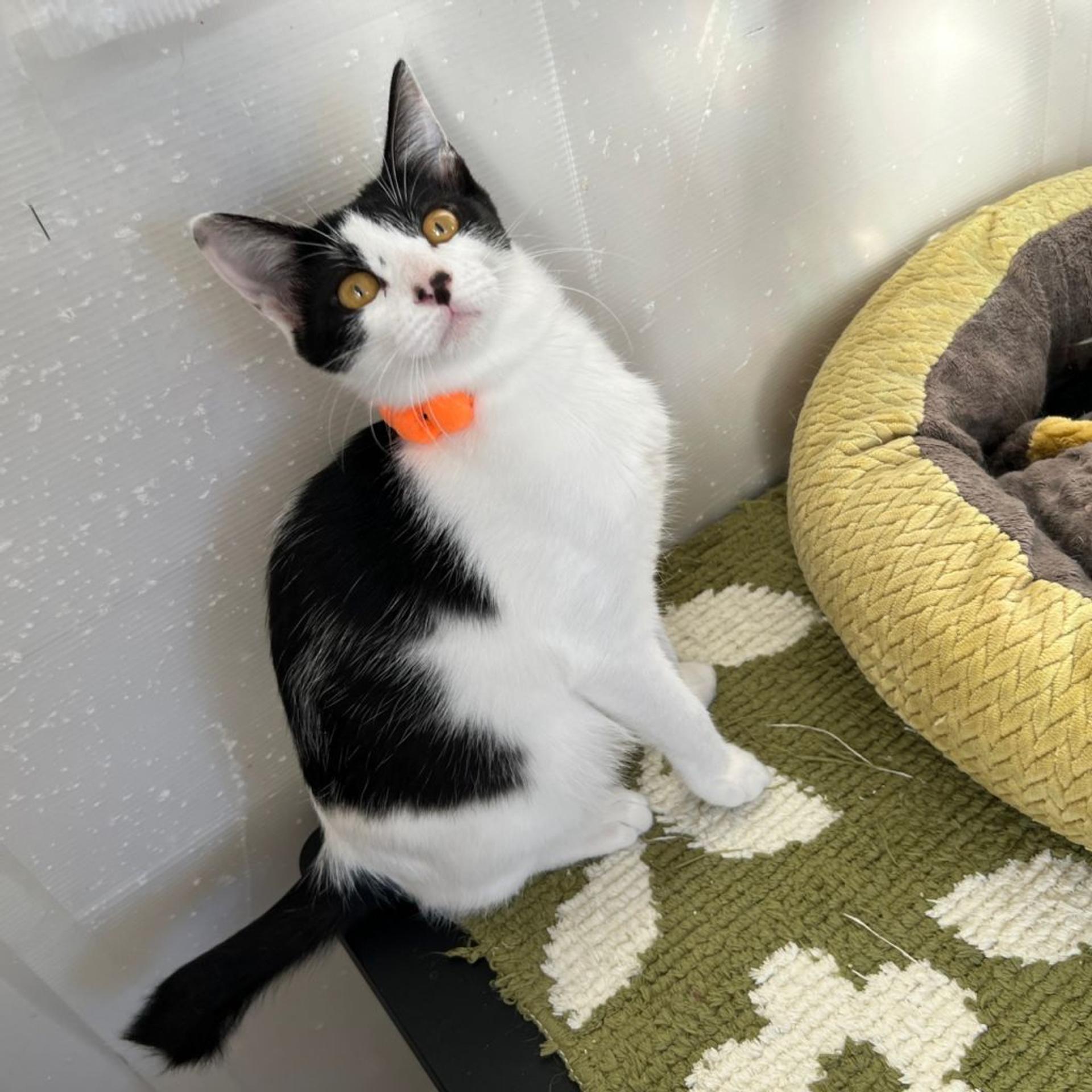 pet-image-6