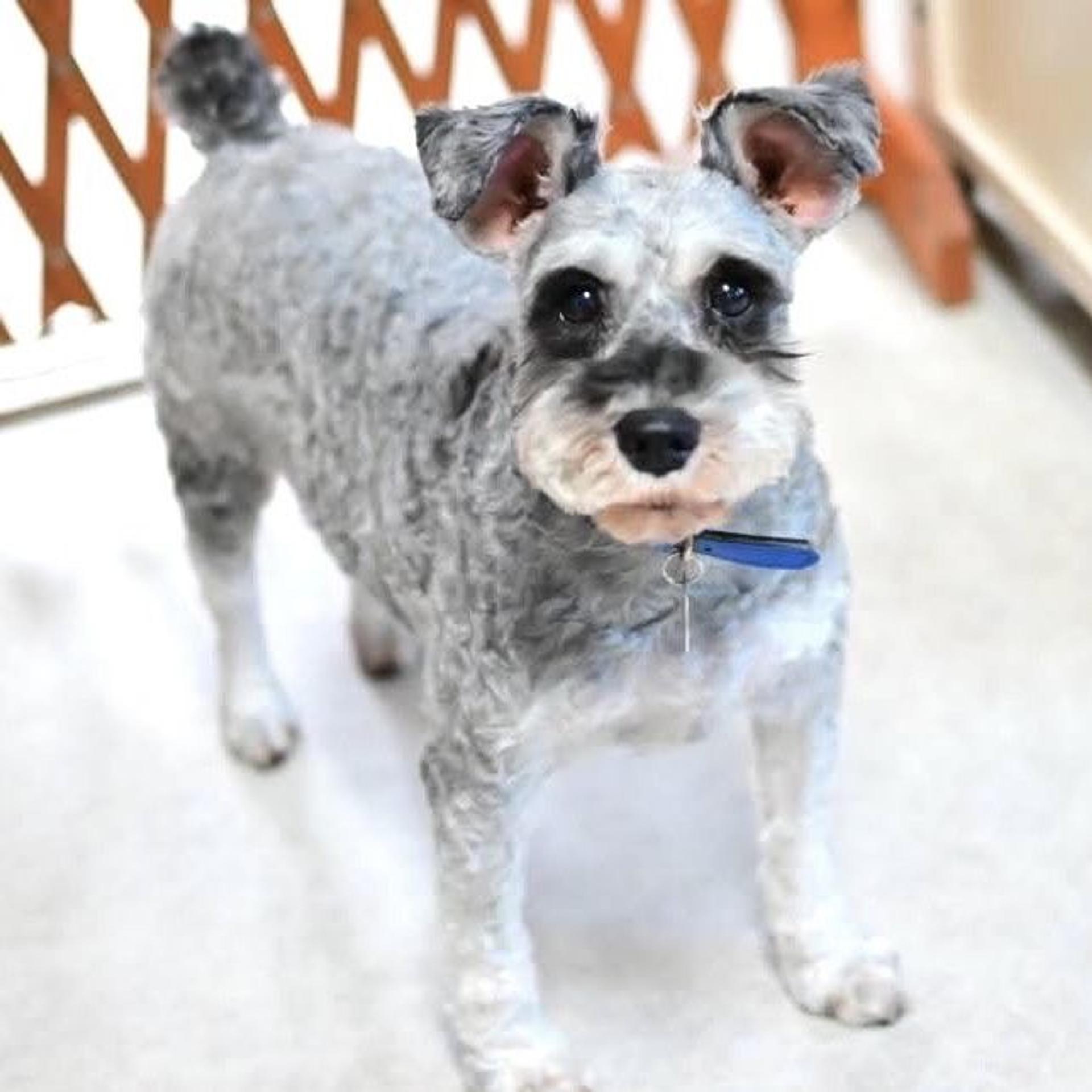 pet-image-2
