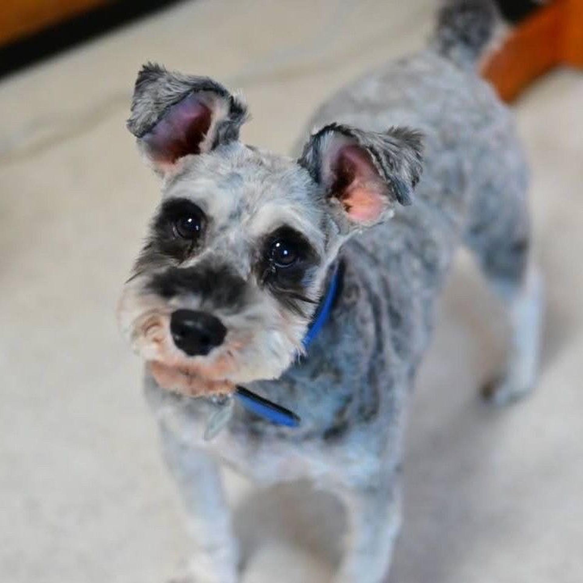 pet-image-3
