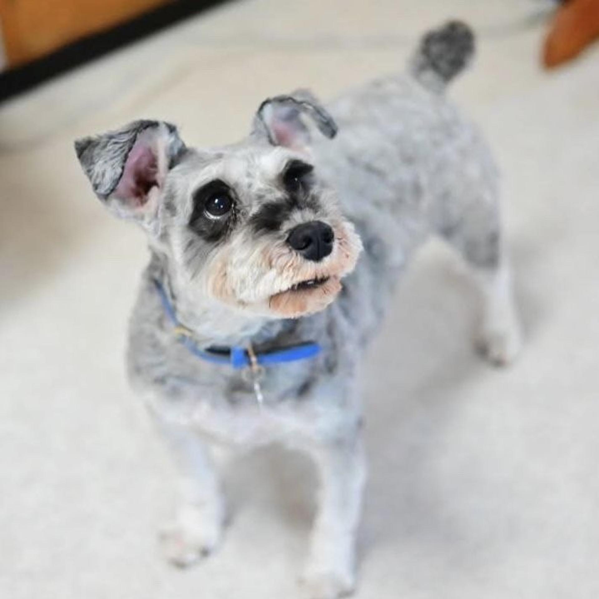 pet-image-4