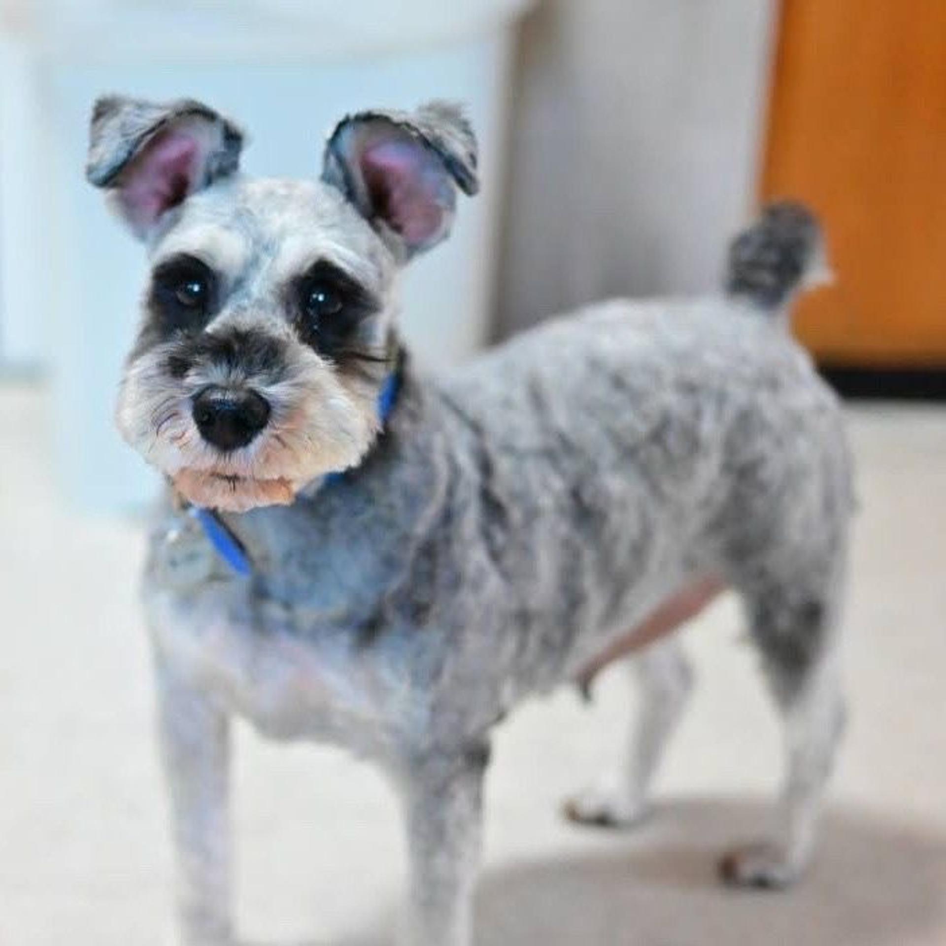 pet-image-5