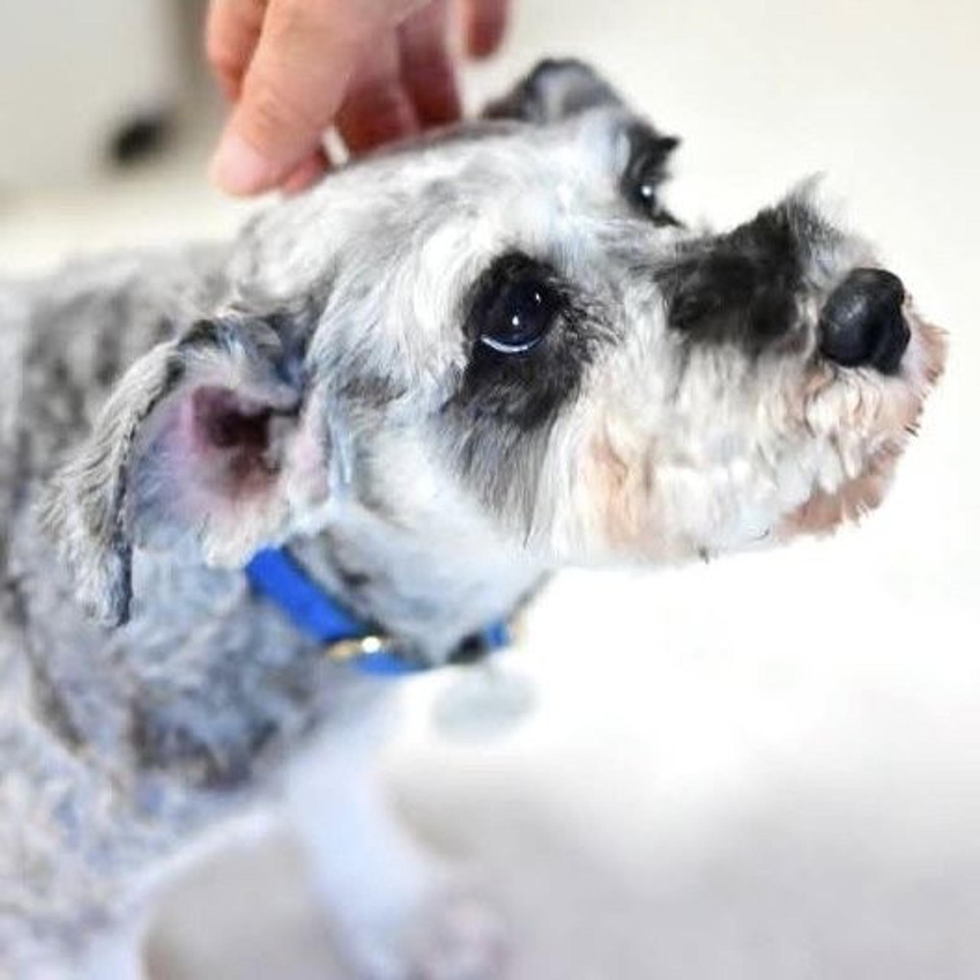 pet-image-6