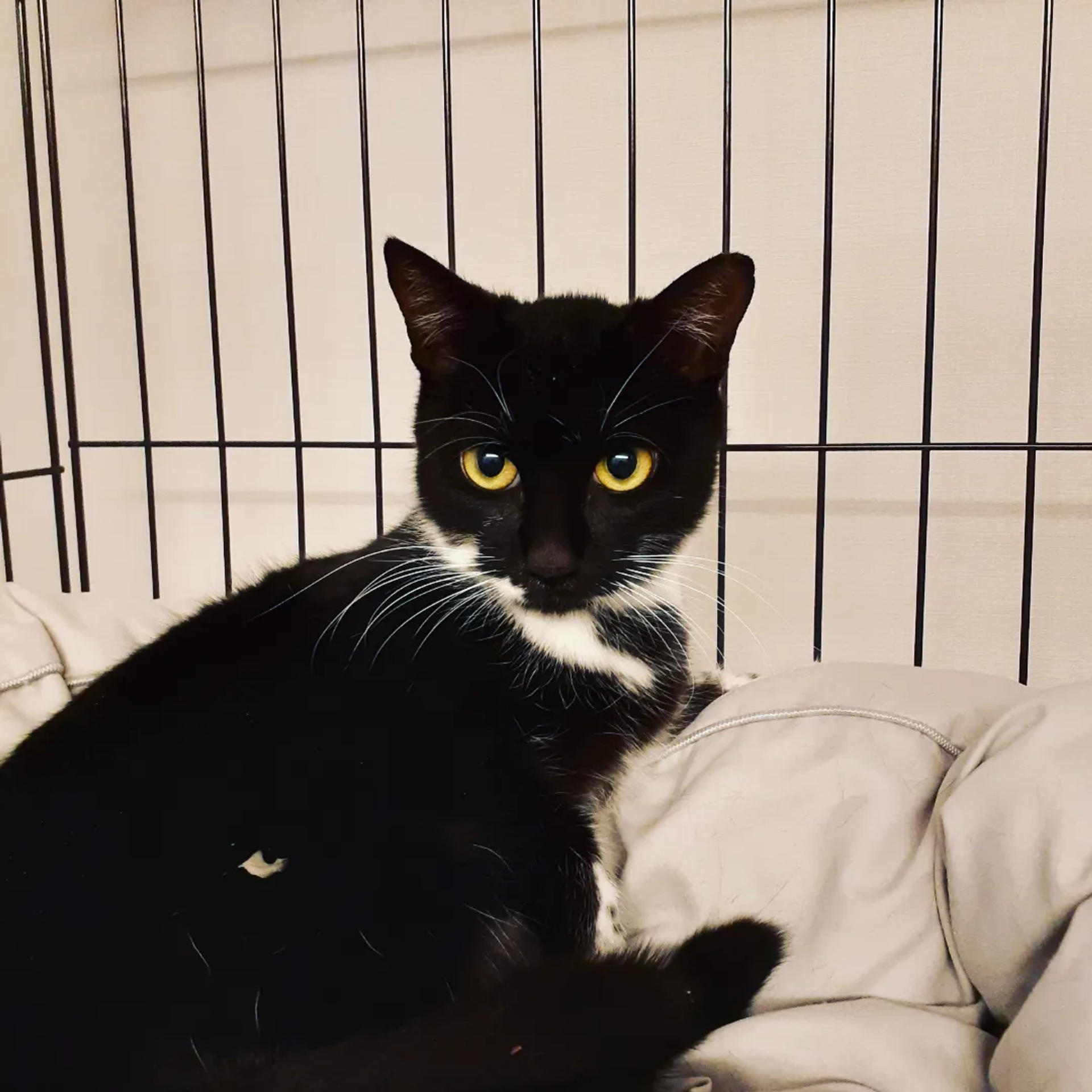 pet-image-2