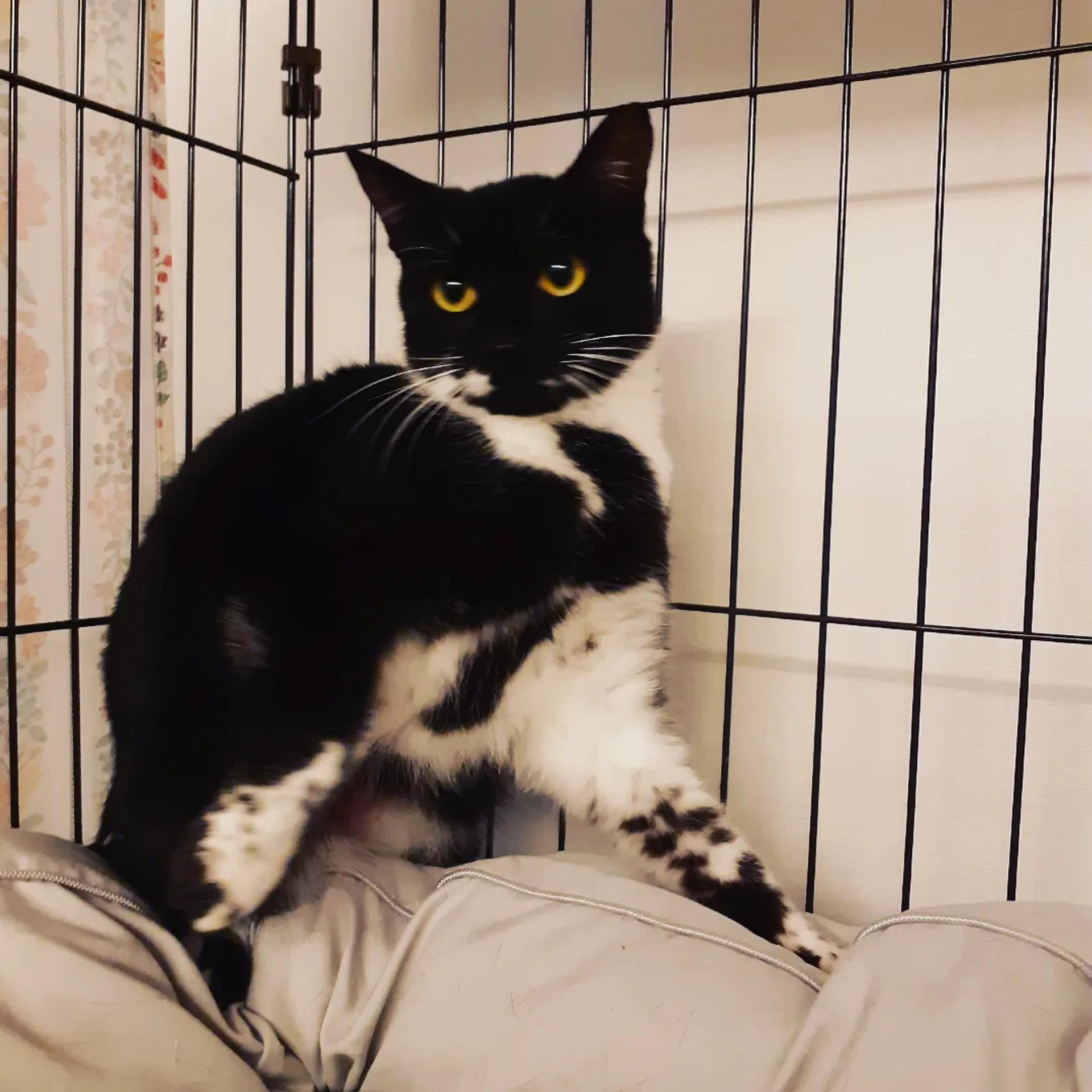 pet-image-5