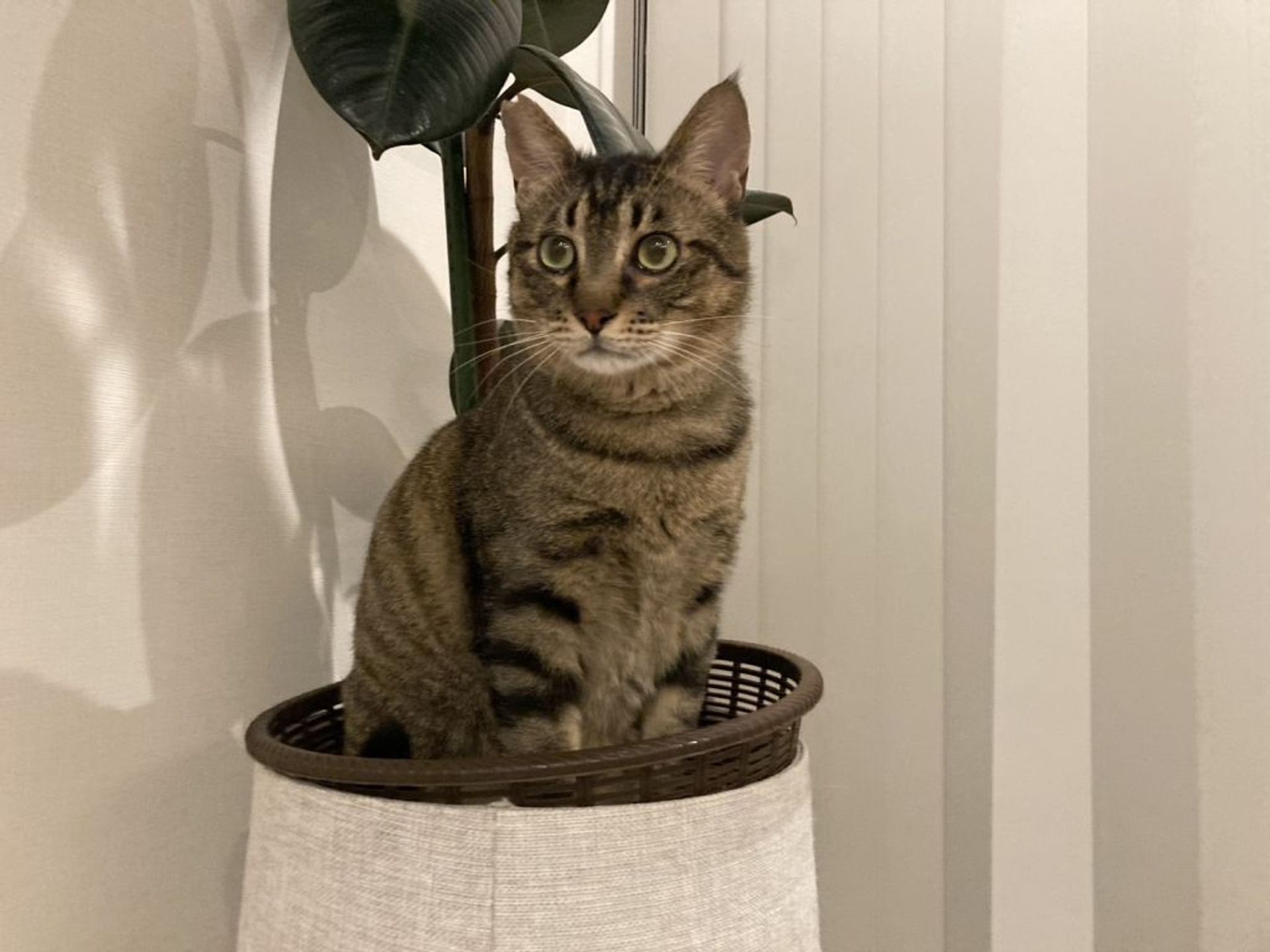 雑種（ミックス猫）・オスの里親募集の写真