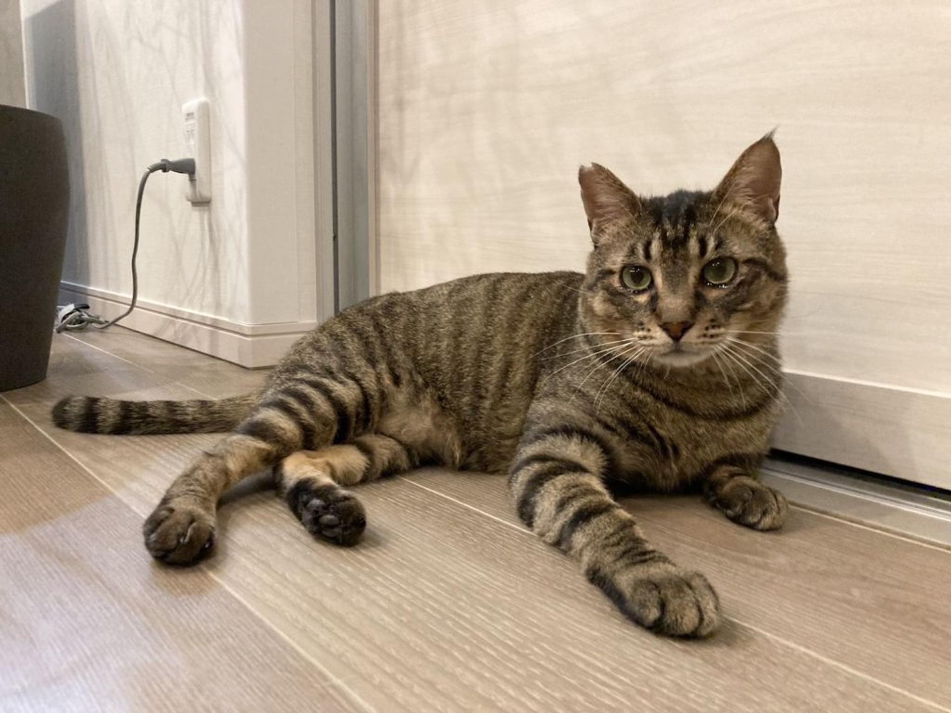 pet-image-3
