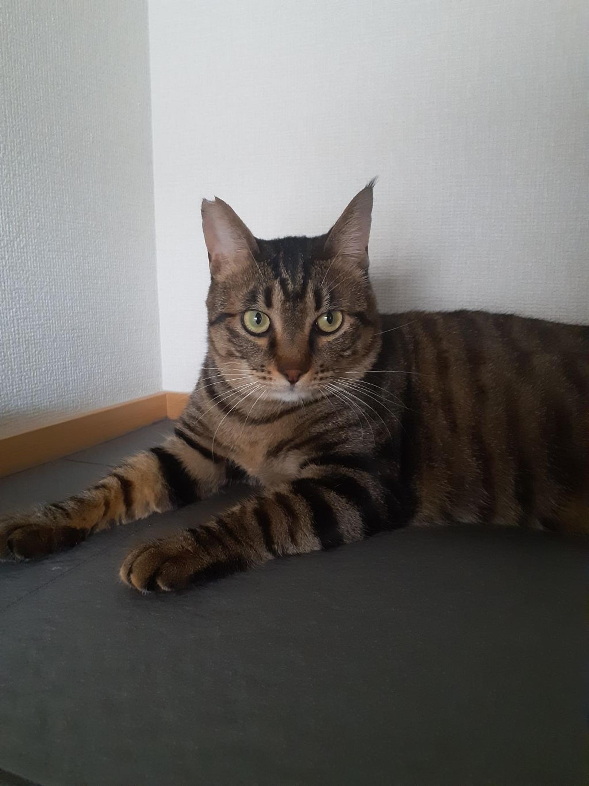 pet-image-2