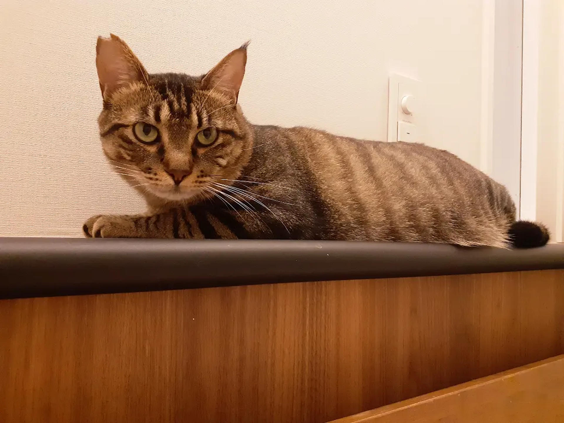 pet-image-4