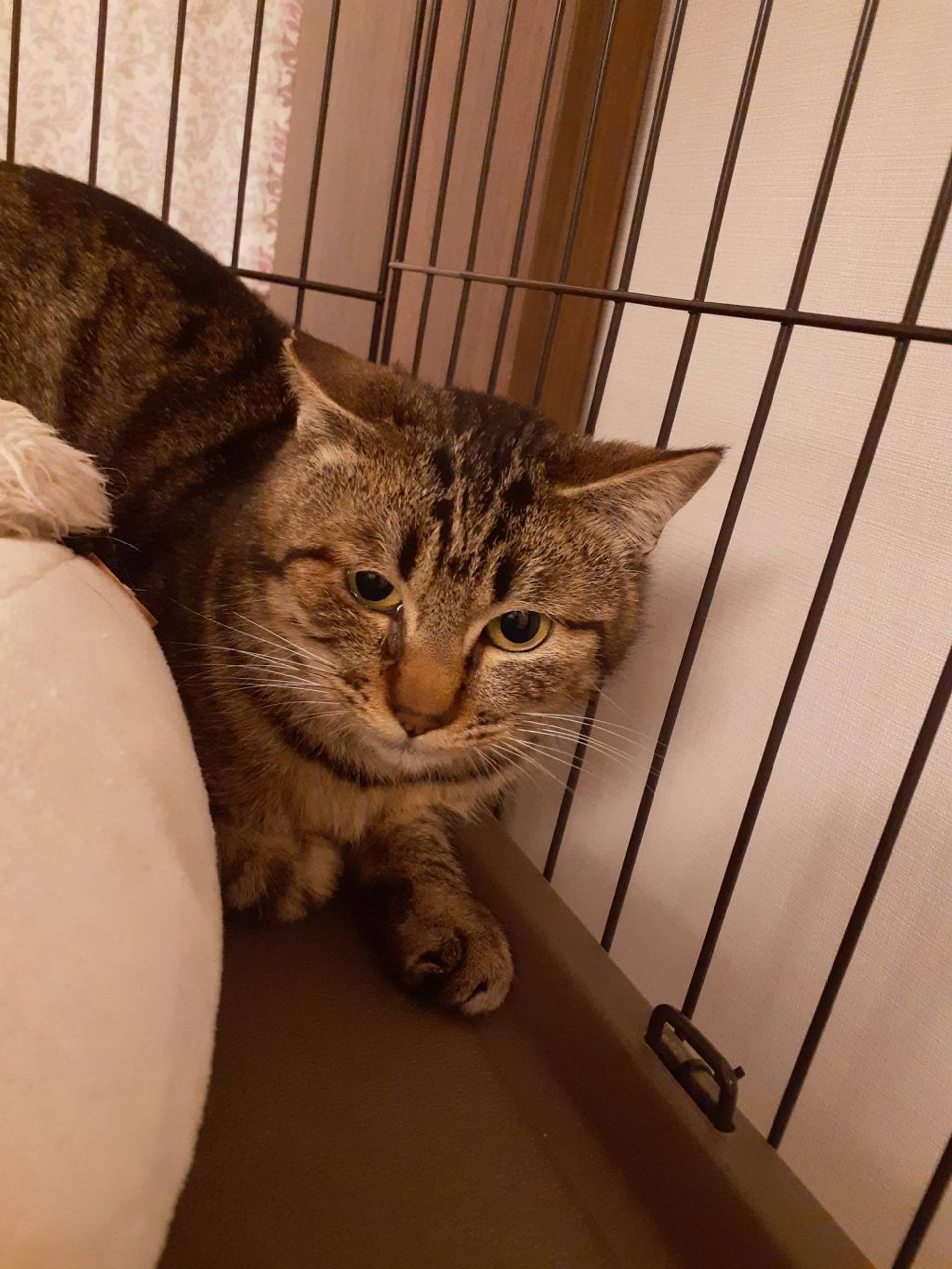 雑種（ミックス猫）・オスの里親募集の写真