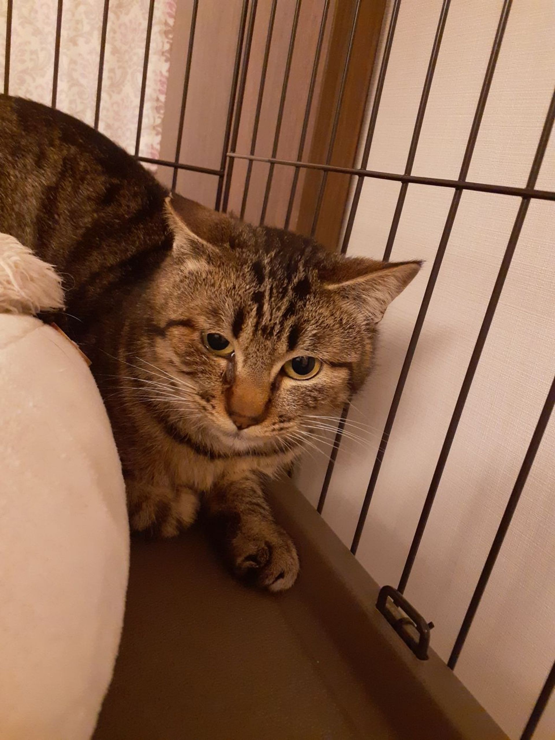 雑種（ミックス猫）・オスの里親募集の写真