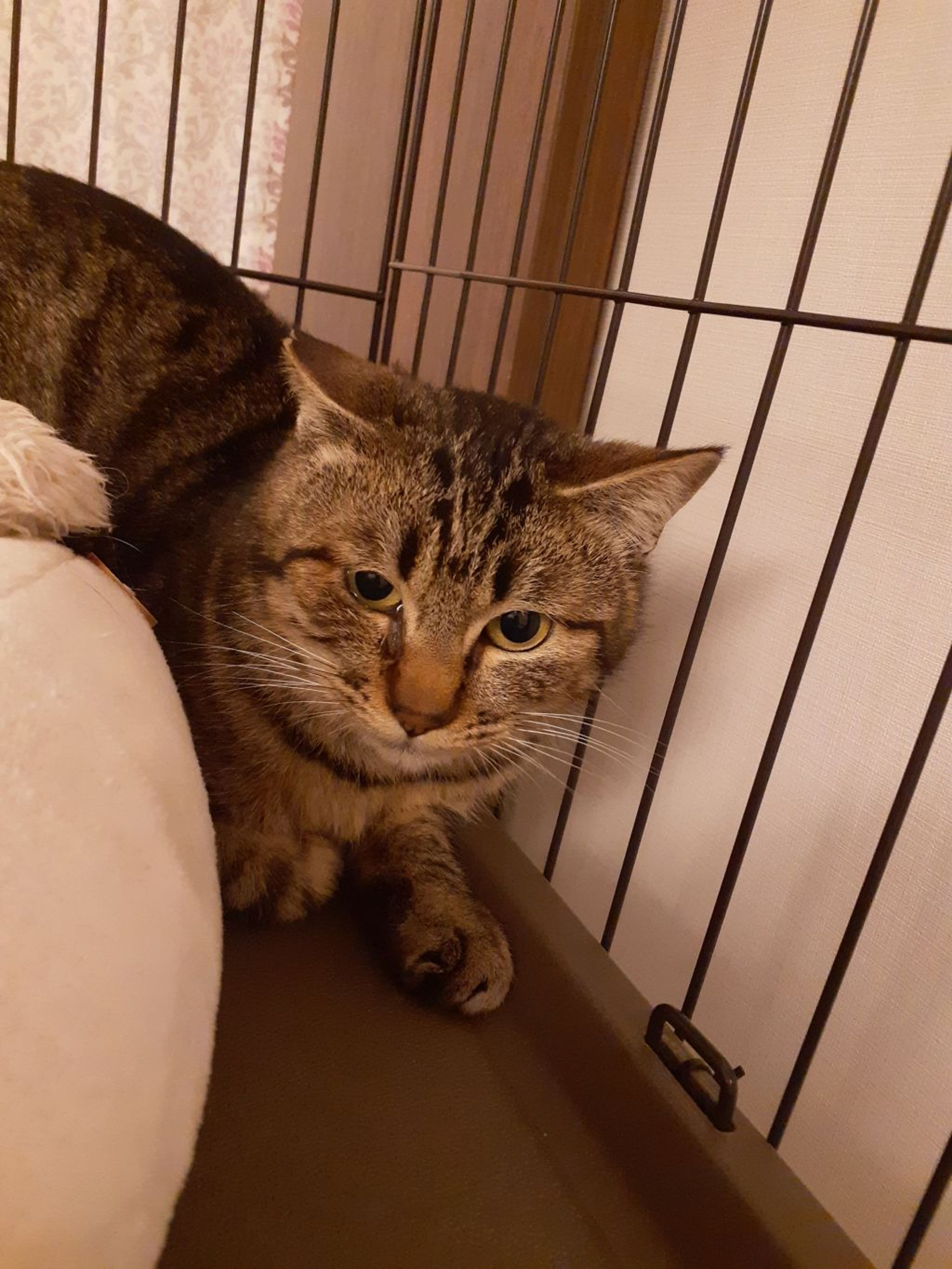 雑種（ミックス猫）・オスの里親募集の写真
