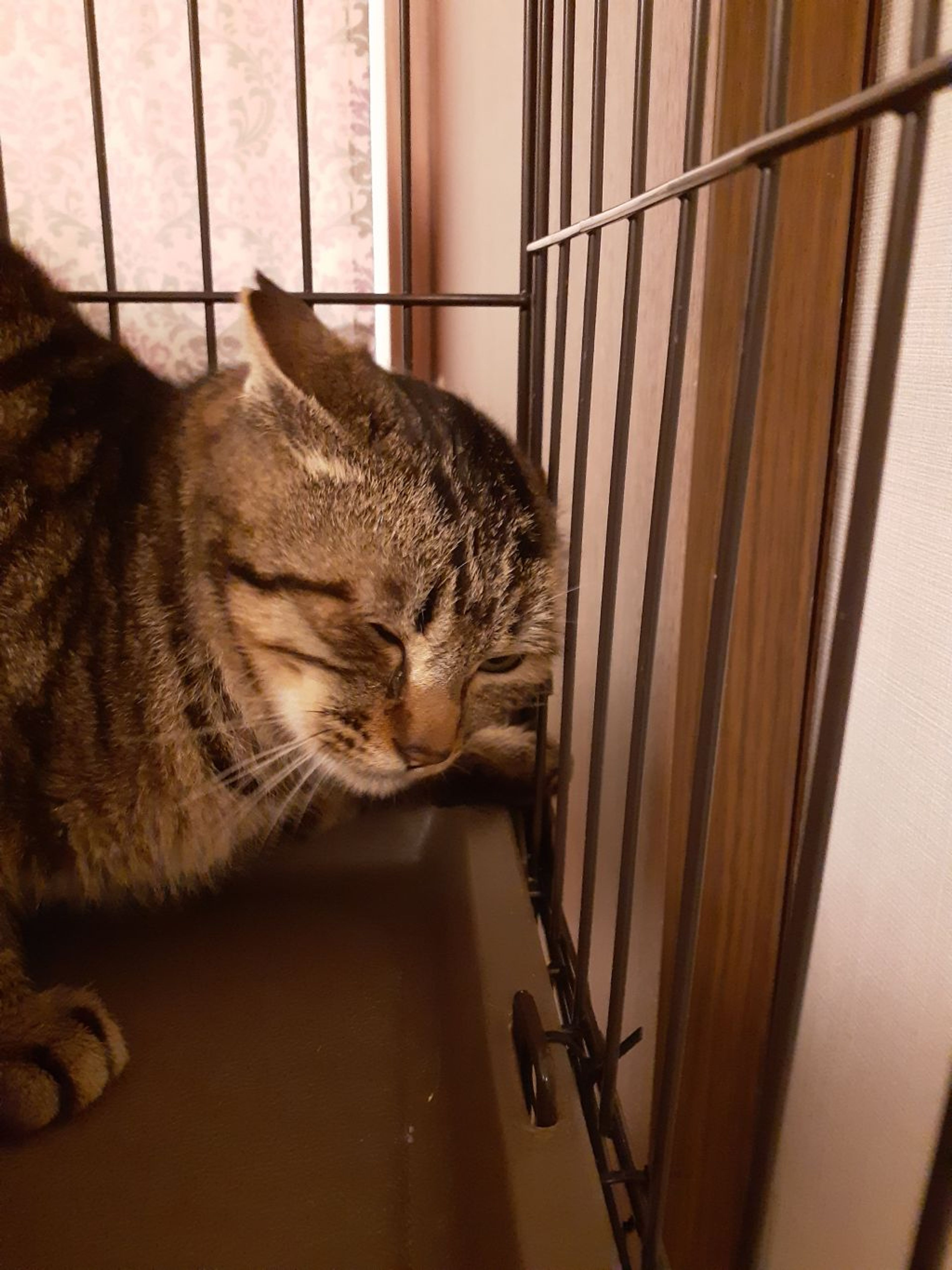 pet-image-2