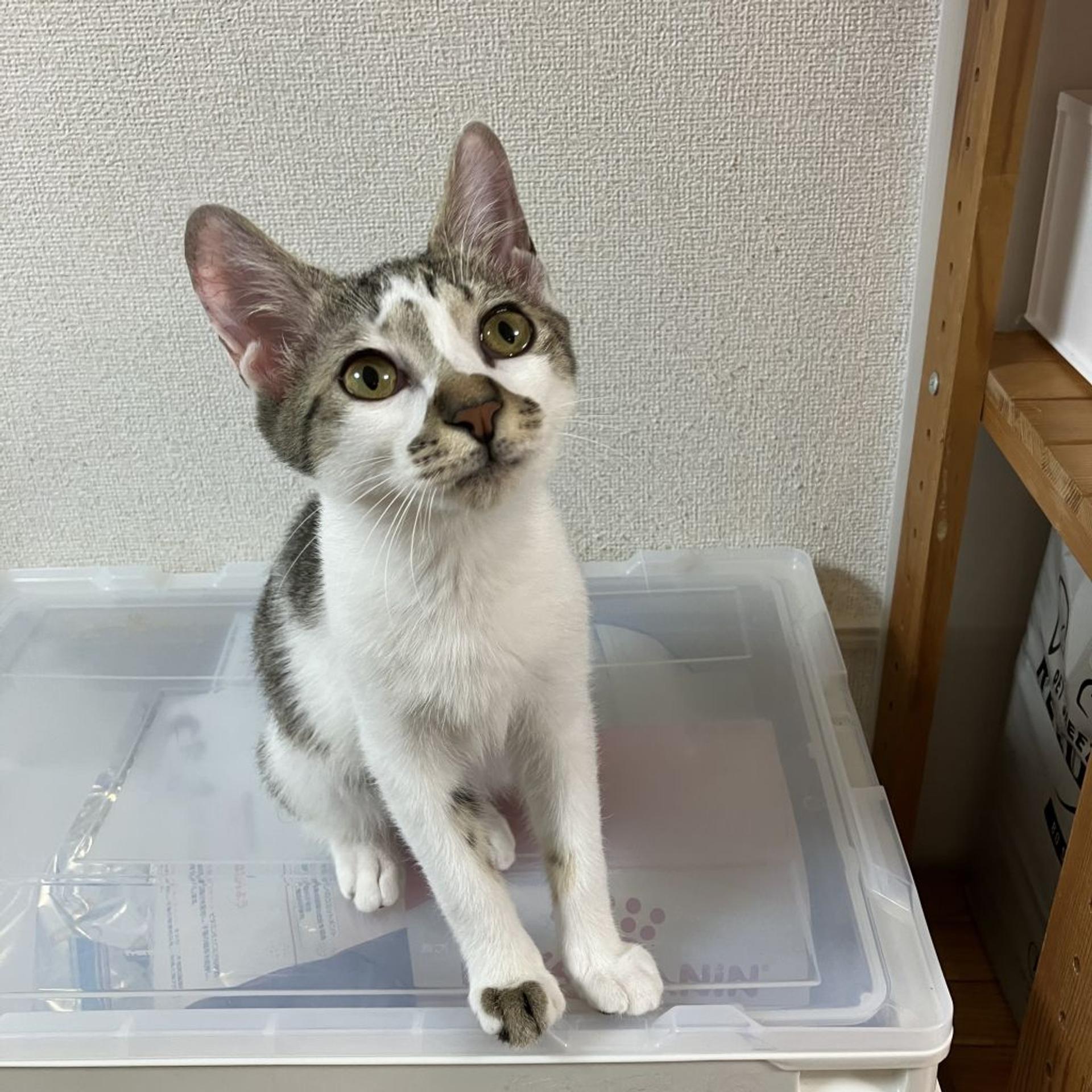 pet-image-4
