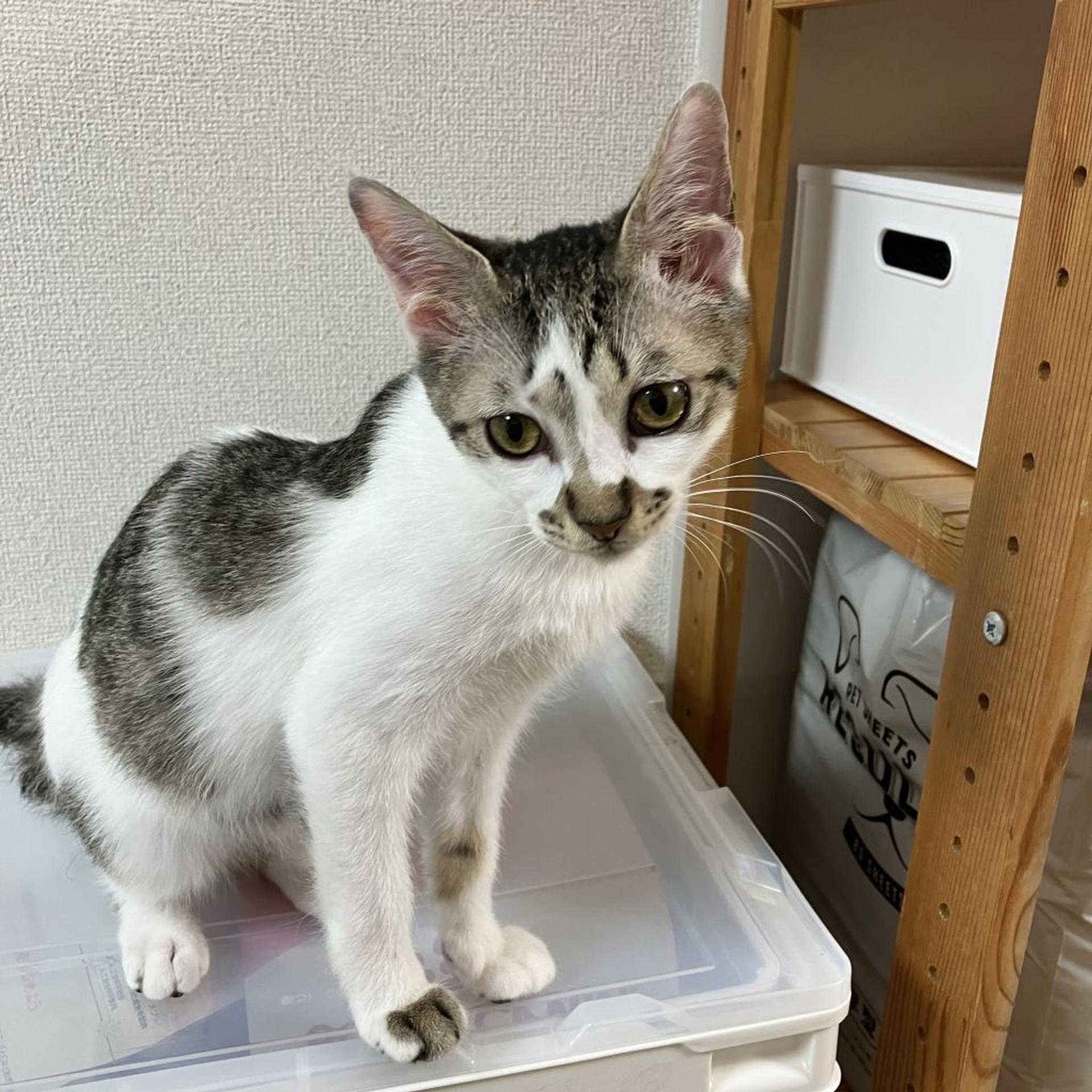 pet-image-5