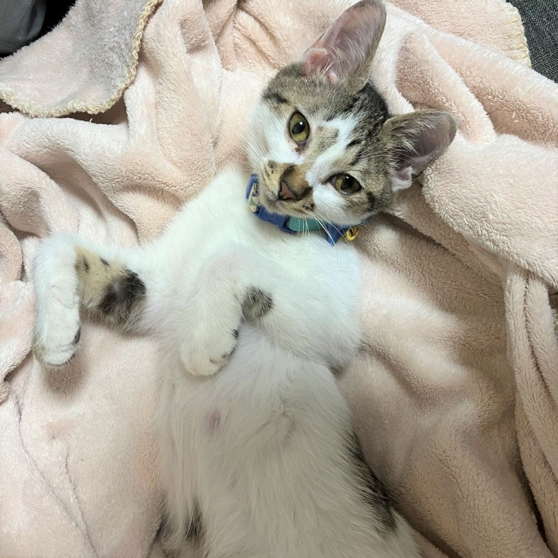 雑種（ミックス猫）・オスの里親募集の写真