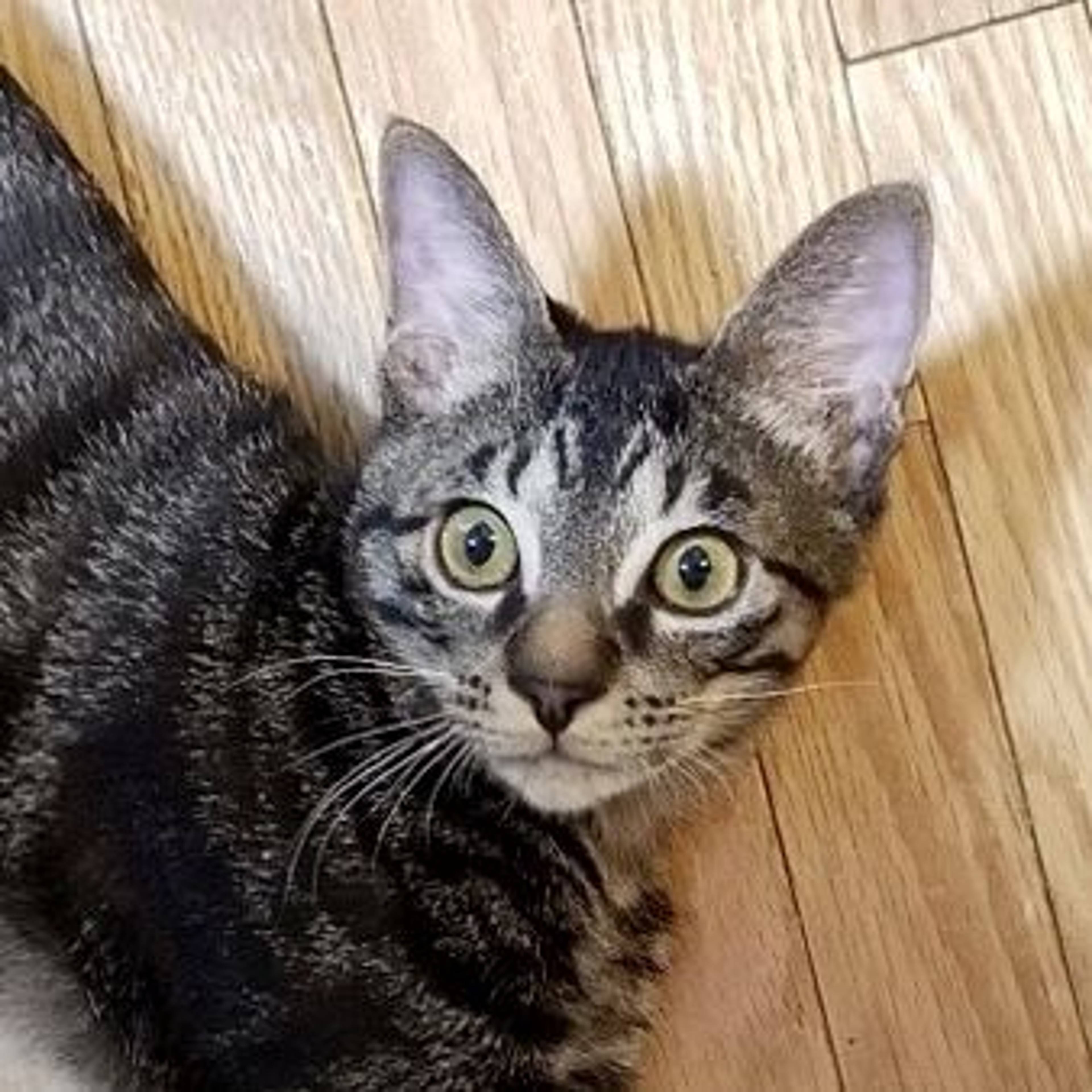 雑種（ミックス猫）・オスの里親募集の写真